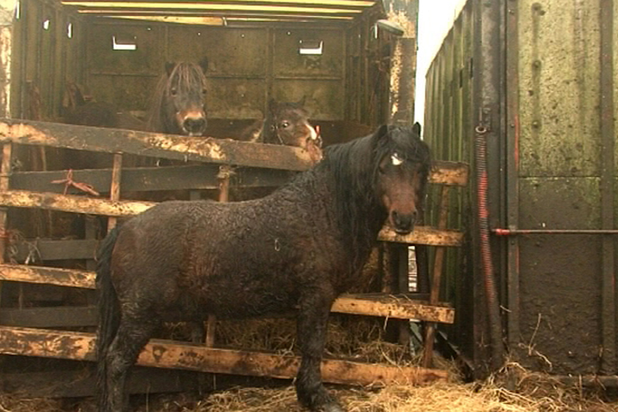 Birth of first foal from rescued ‘smuggled’ Dover 26 horses