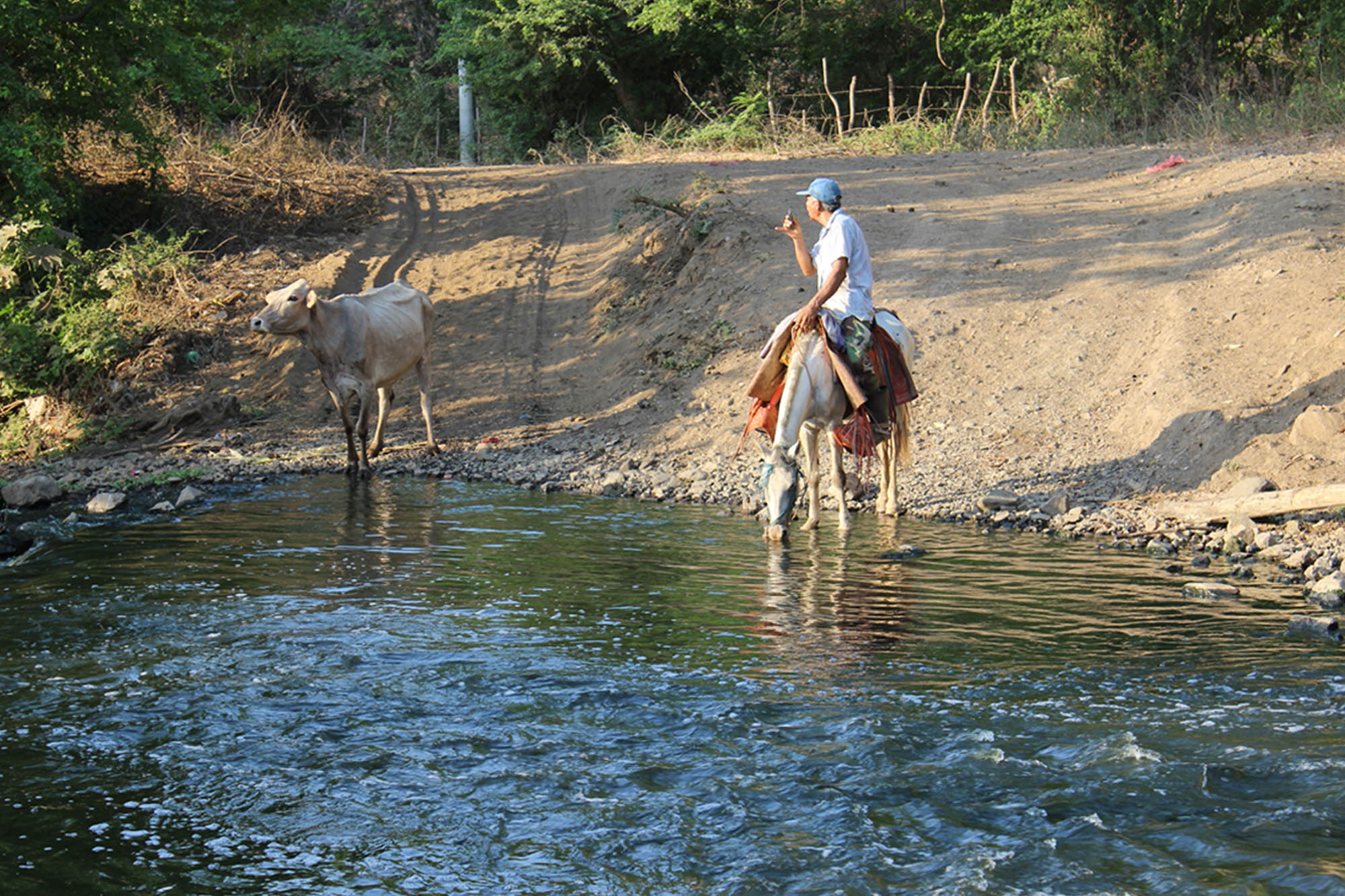 Where we are helping horses