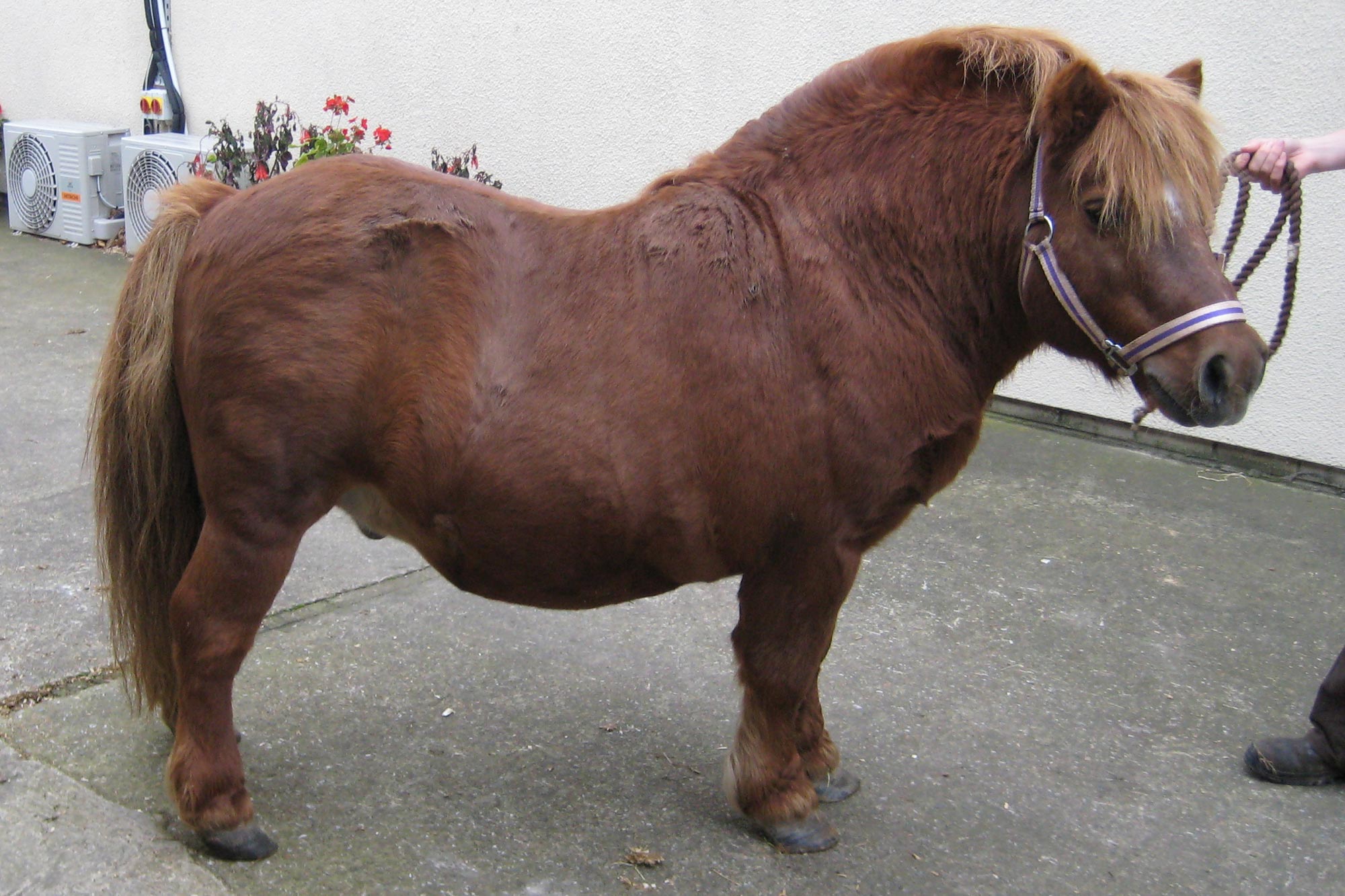Birth of first foal from rescued ‘smuggled’ Dover 26 horses
