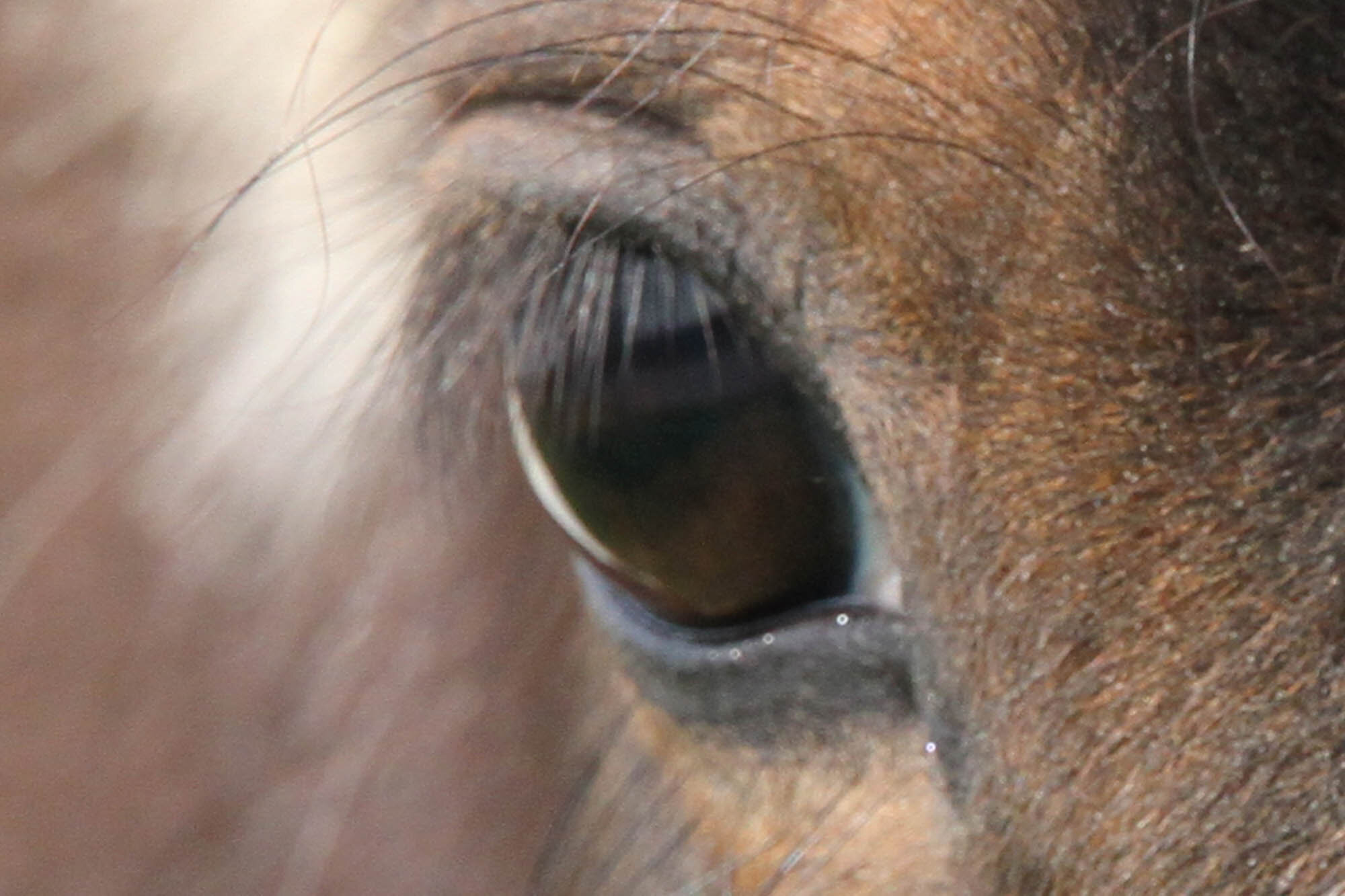 Birth of first foal from rescued ‘smuggled’ Dover 26 horses