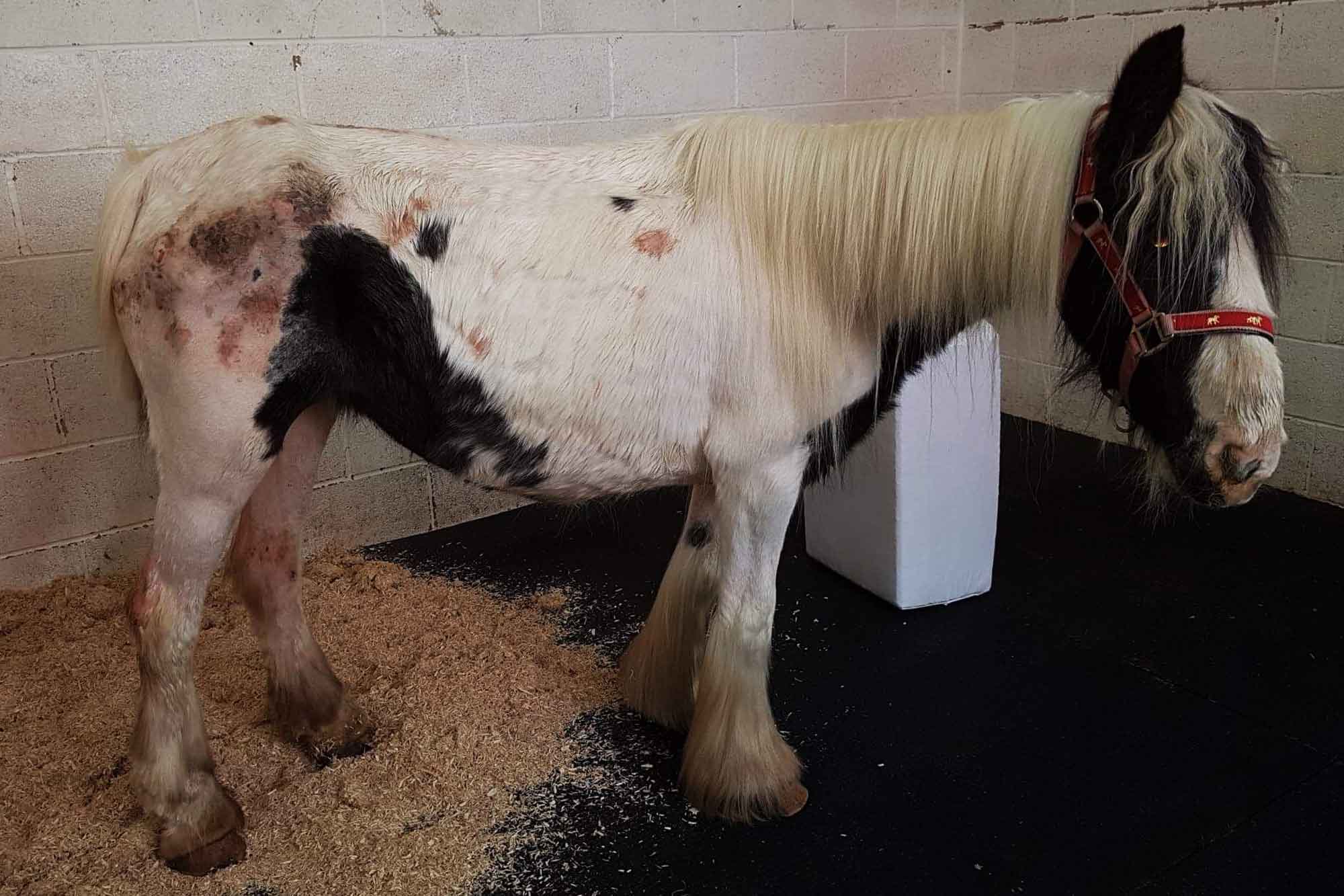 Birth of first foal from rescued ‘smuggled’ Dover 26 horses