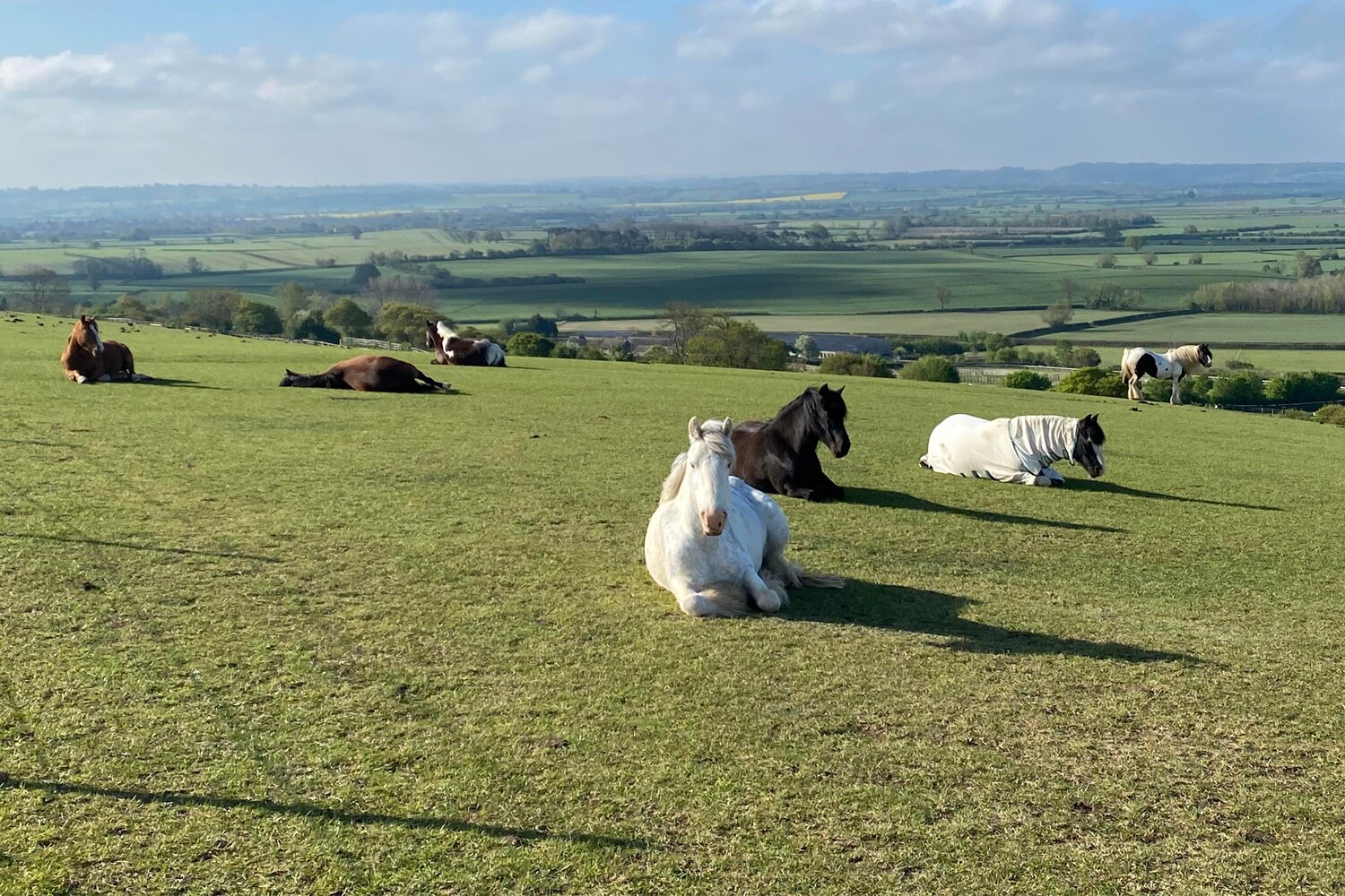 horses laying down in a field sleeping or looking at the camera