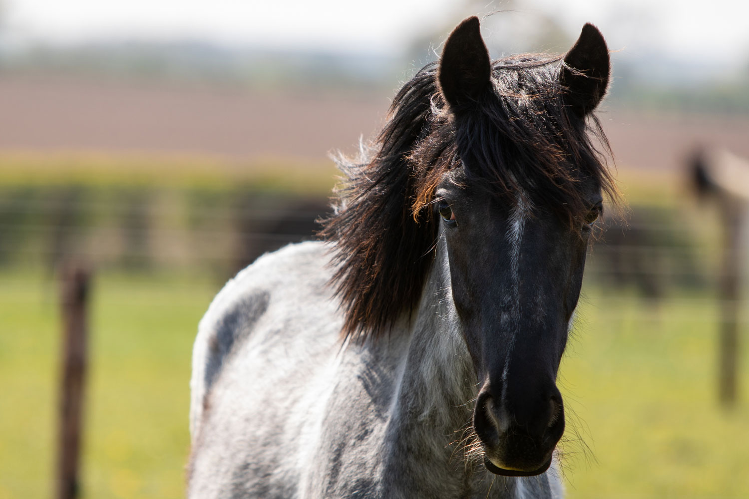 Birth of first foal from rescued ‘smuggled’ Dover 26 horses