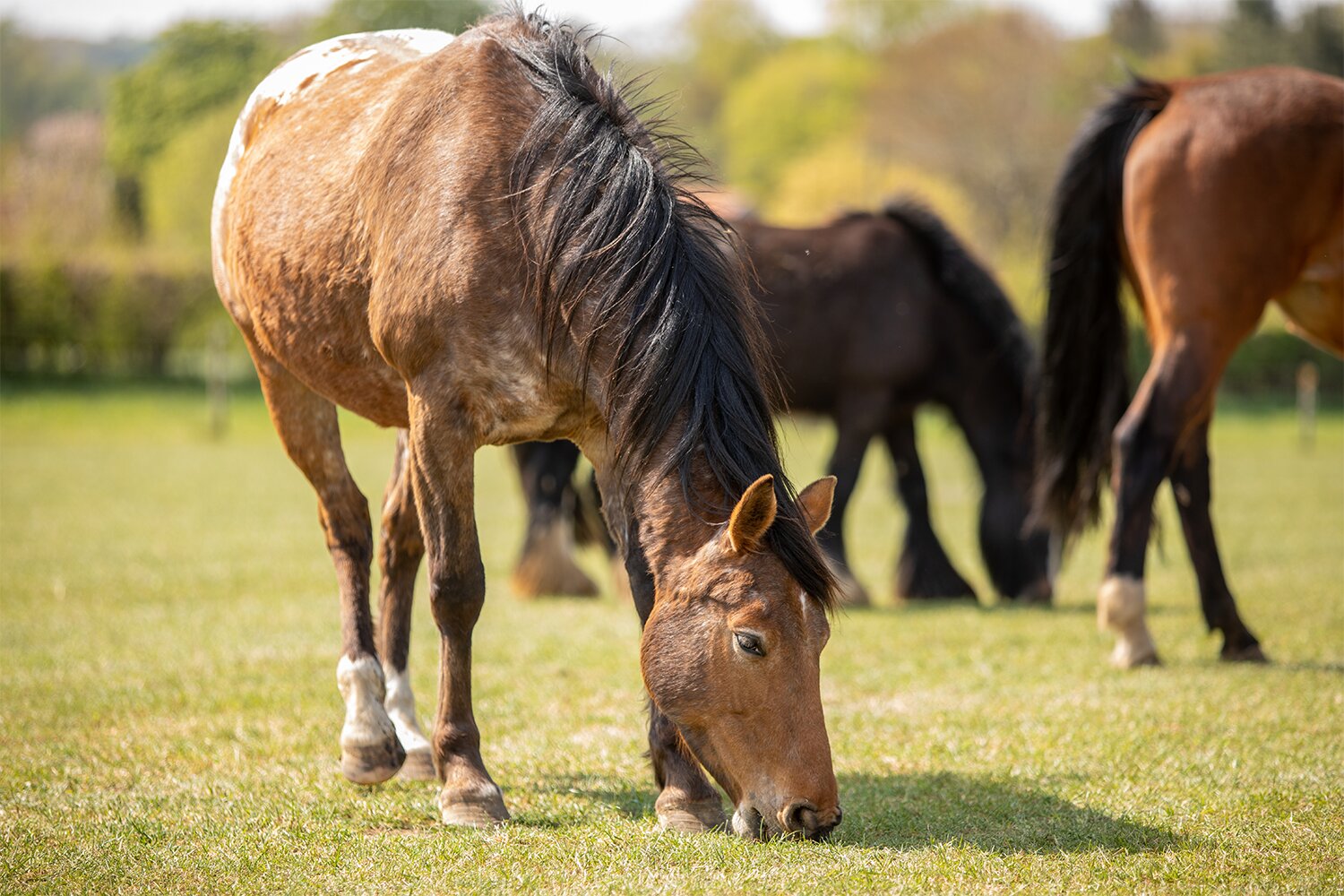 Birth of first foal from rescued ‘smuggled’ Dover 26 horses