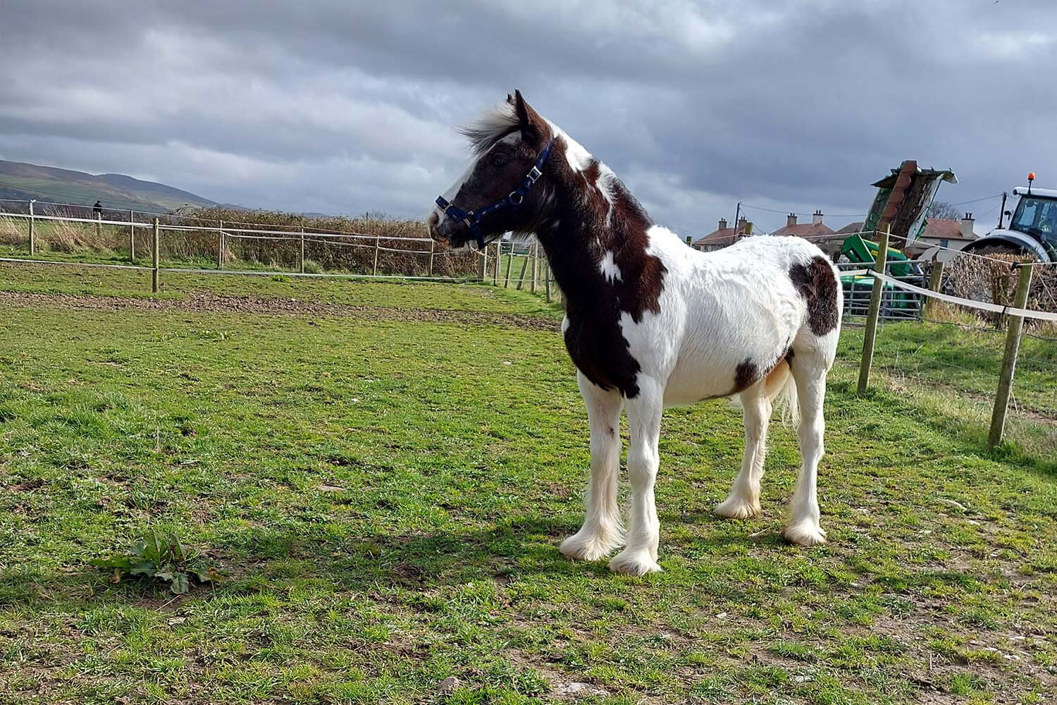 Birth of first foal from rescued ‘smuggled’ Dover 26 horses