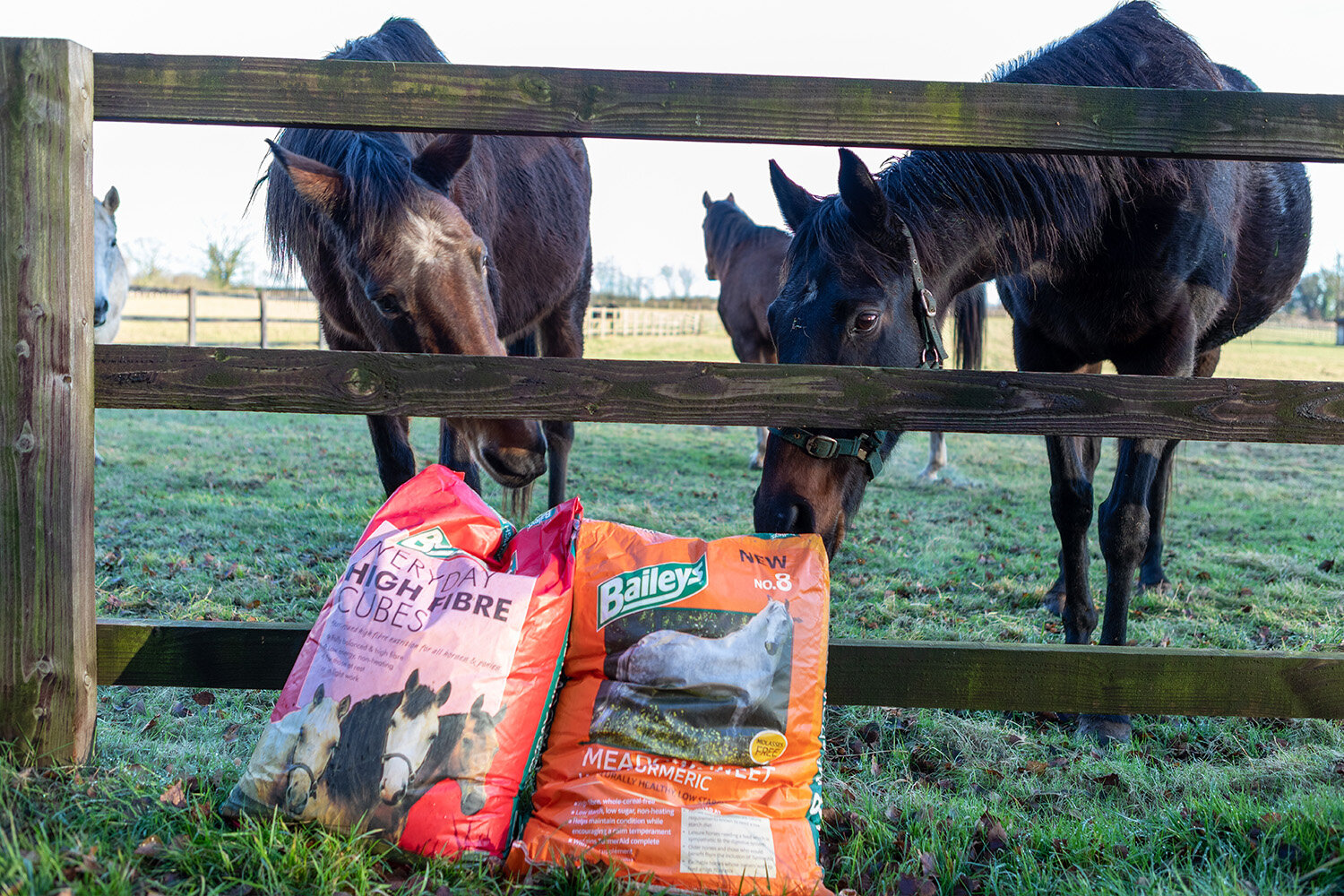 Birth of first foal from rescued ‘smuggled’ Dover 26 horses