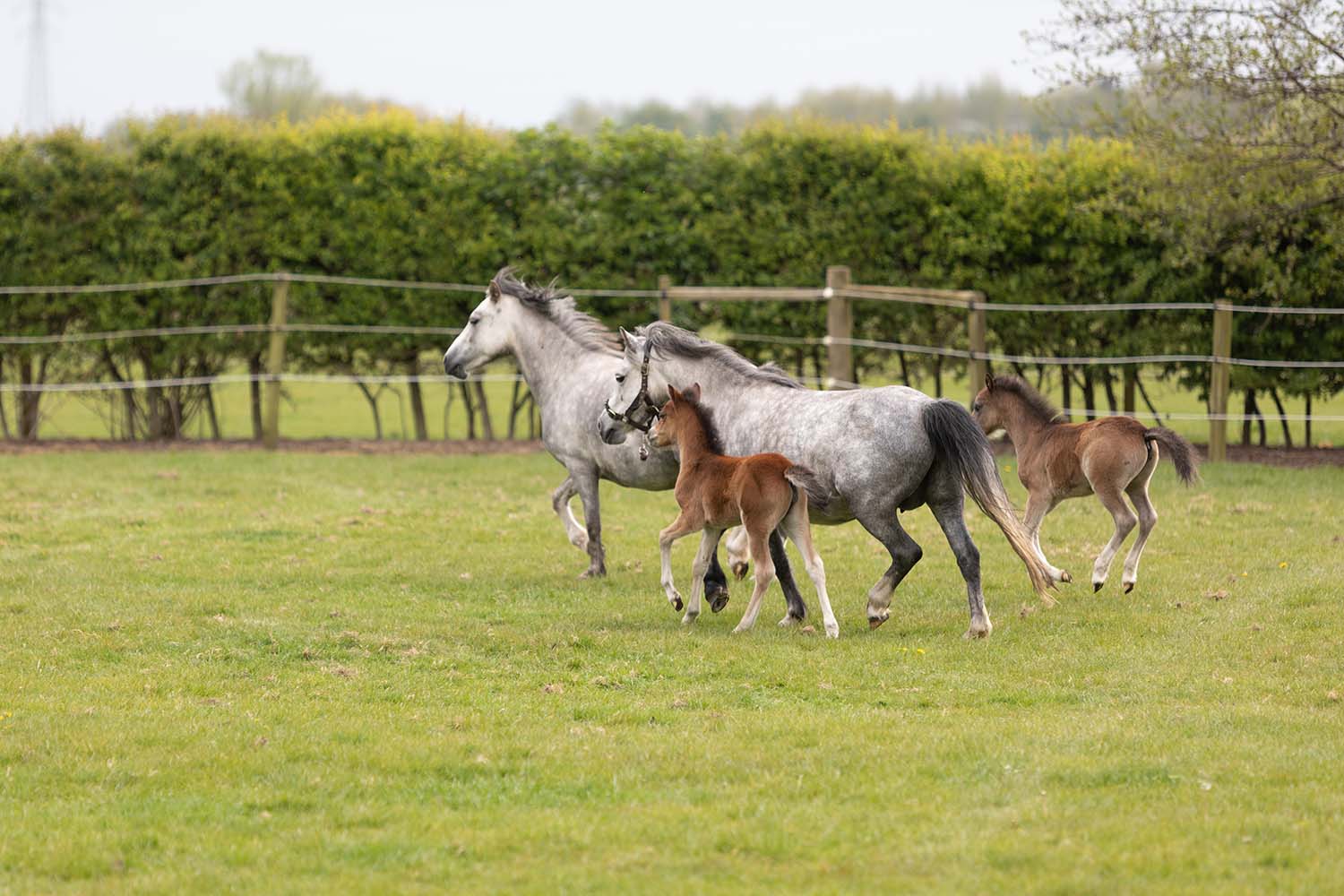 Birth of first foal from rescued ‘smuggled’ Dover 26 horses