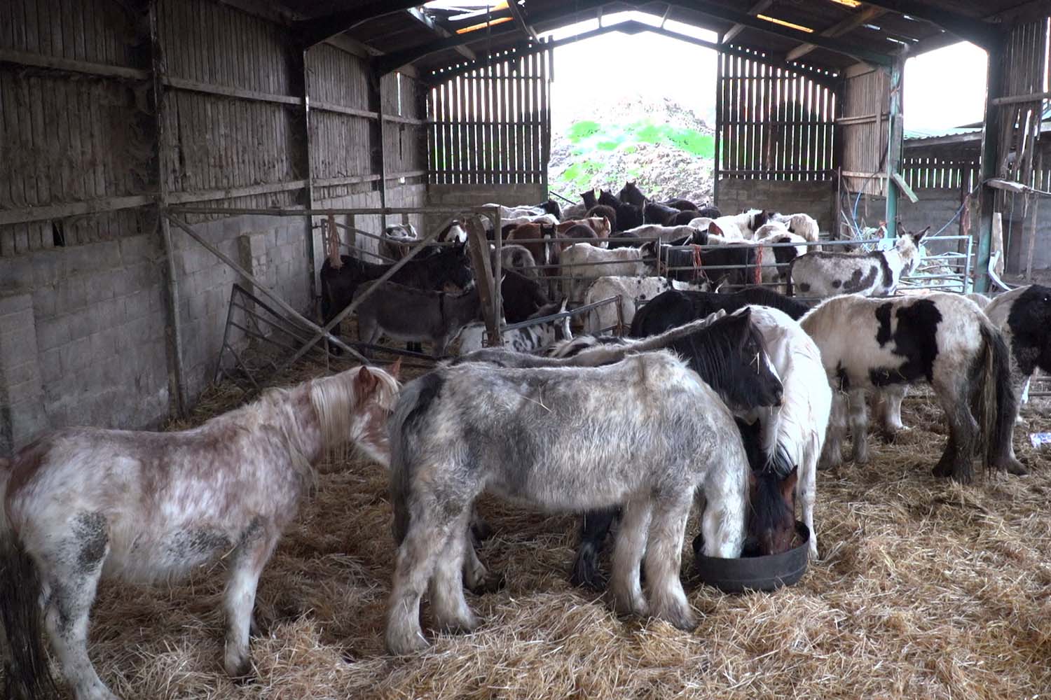 Birth of first foal from rescued ‘smuggled’ Dover 26 horses
