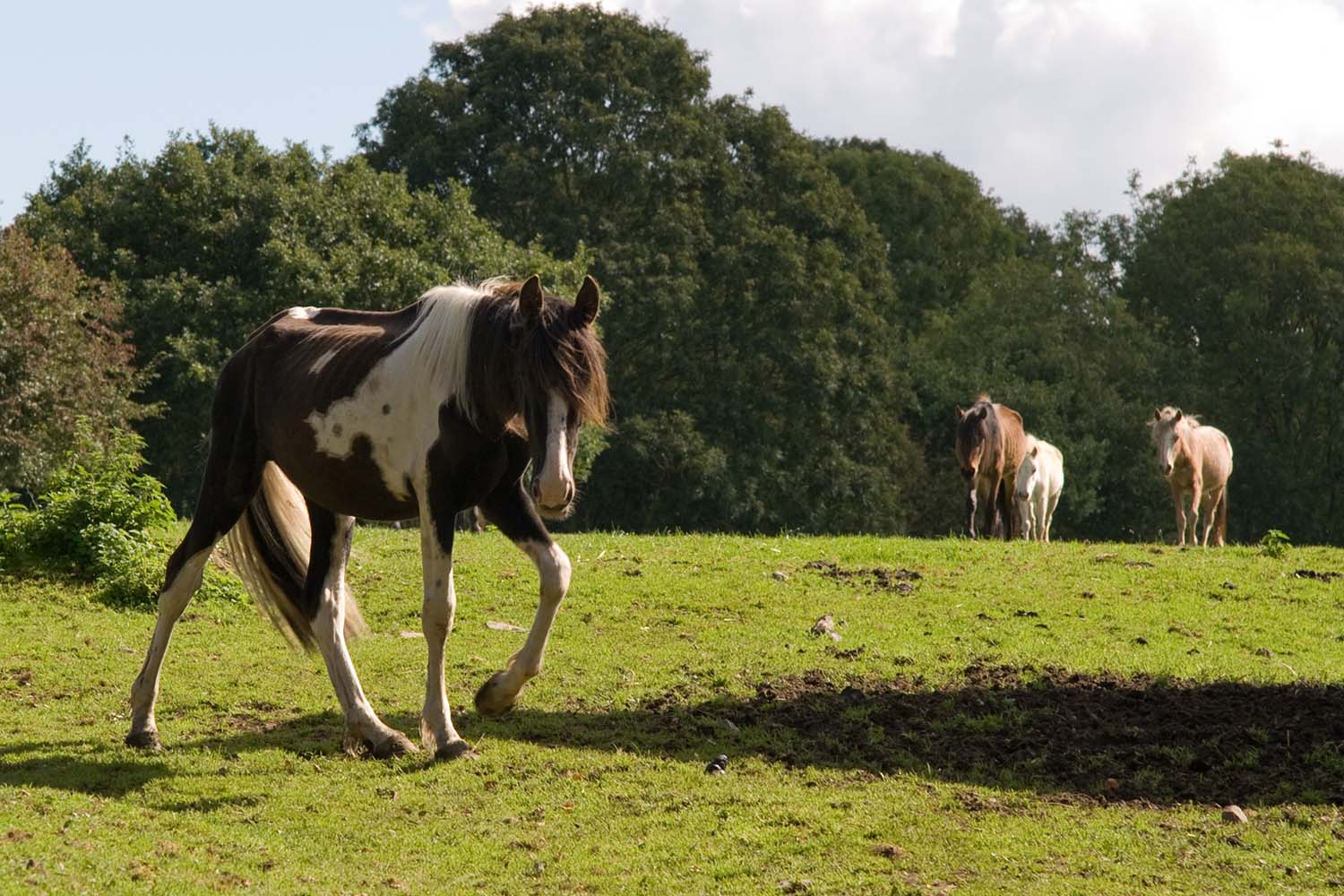 Animal welfare faces a ‘deepening crisis’ if action isn’t taken to improve local enforcement.