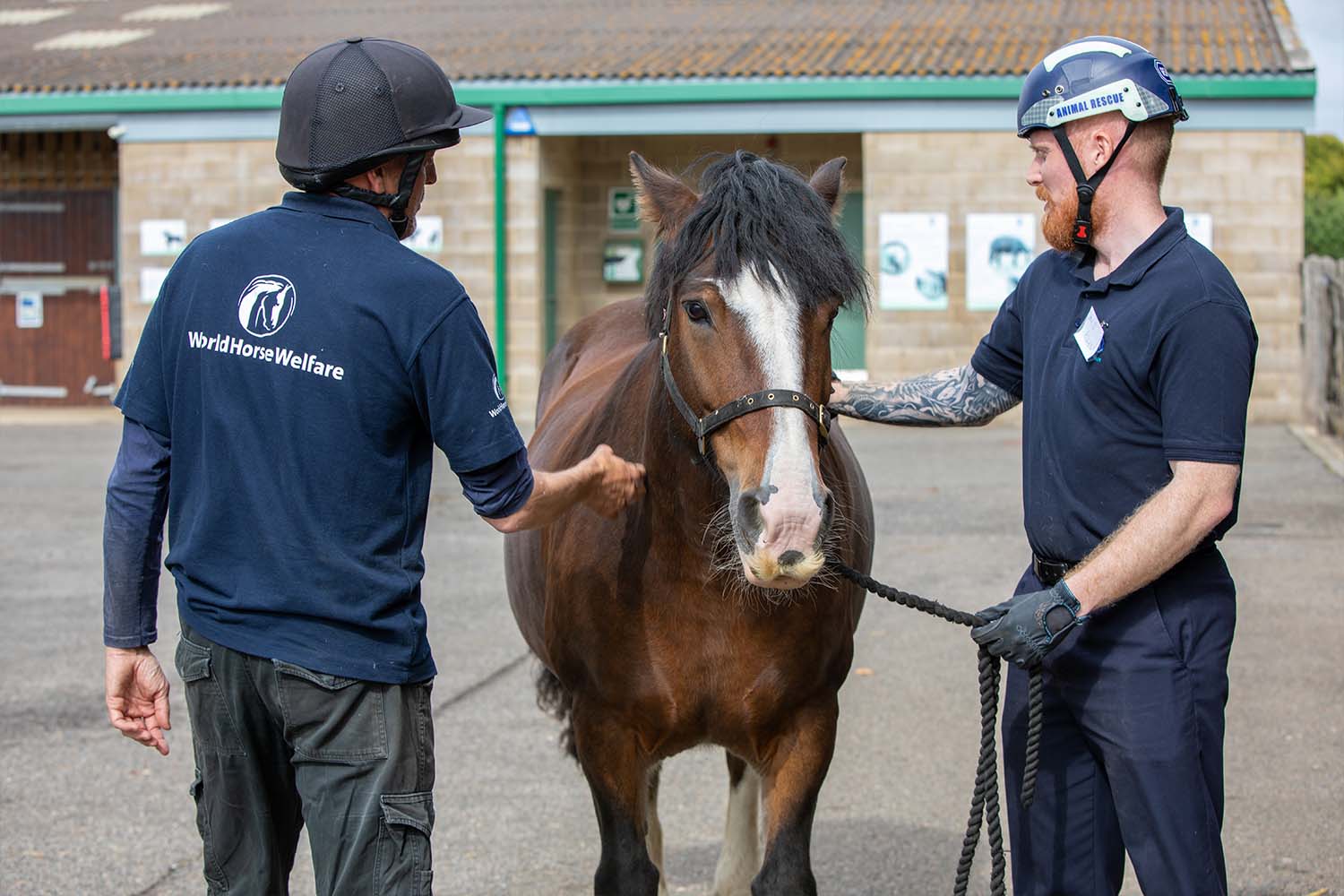 Birth of first foal from rescued ‘smuggled’ Dover 26 horses