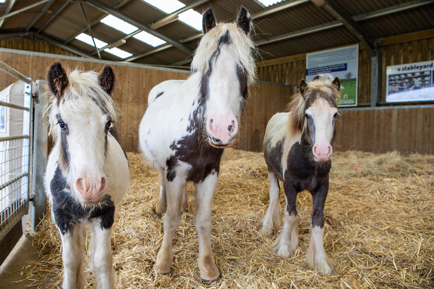 Birth of first foal from rescued ‘smuggled’ Dover 26 horses