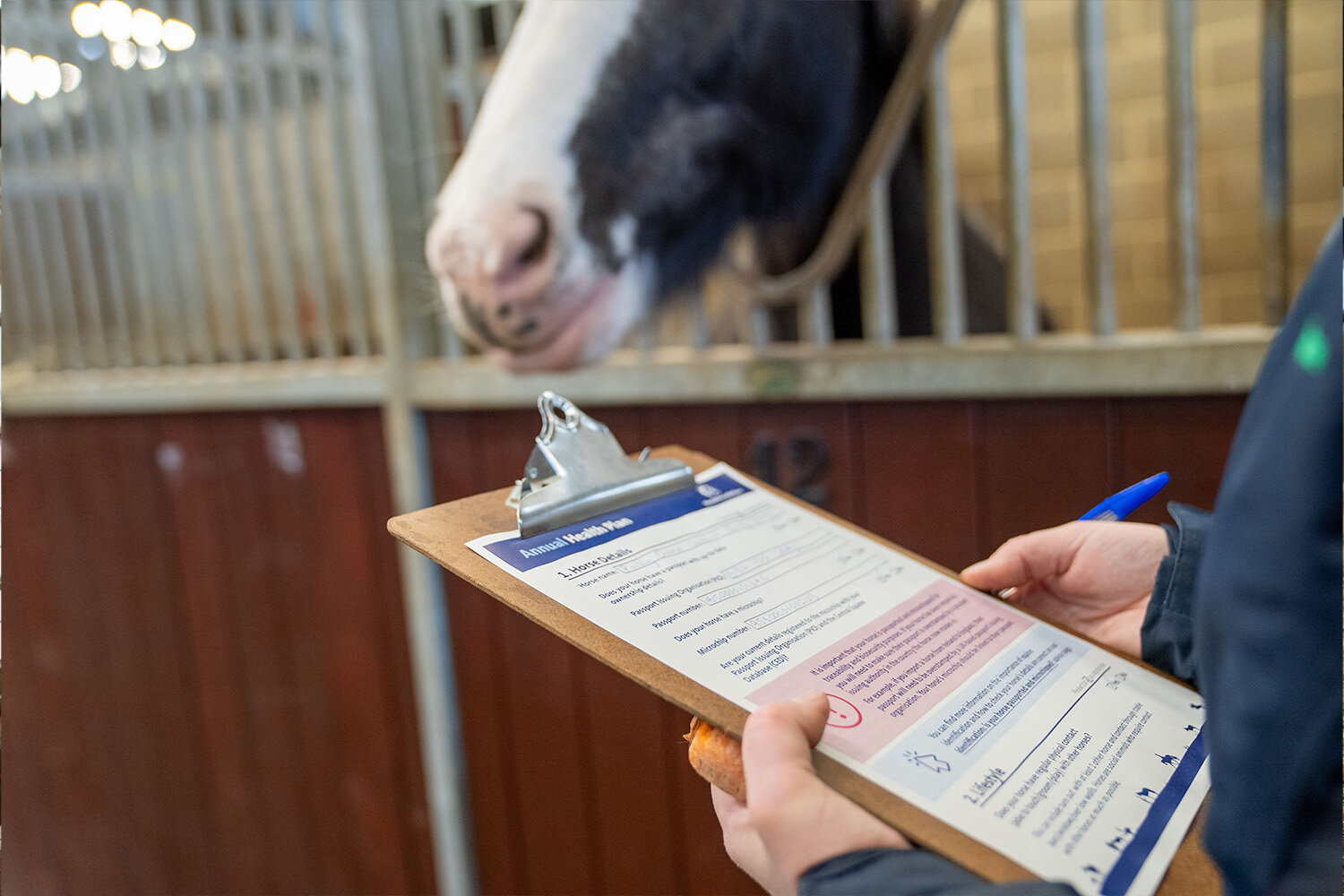 Birth of first foal from rescued ‘smuggled’ Dover 26 horses
