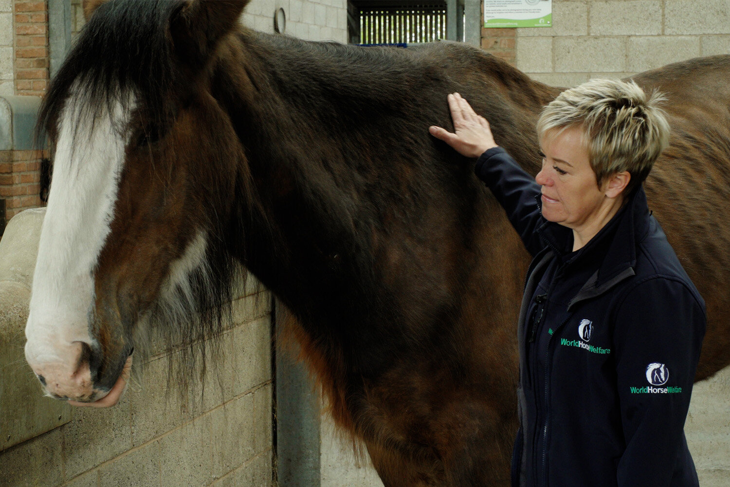 Birth of first foal from rescued ‘smuggled’ Dover 26 horses