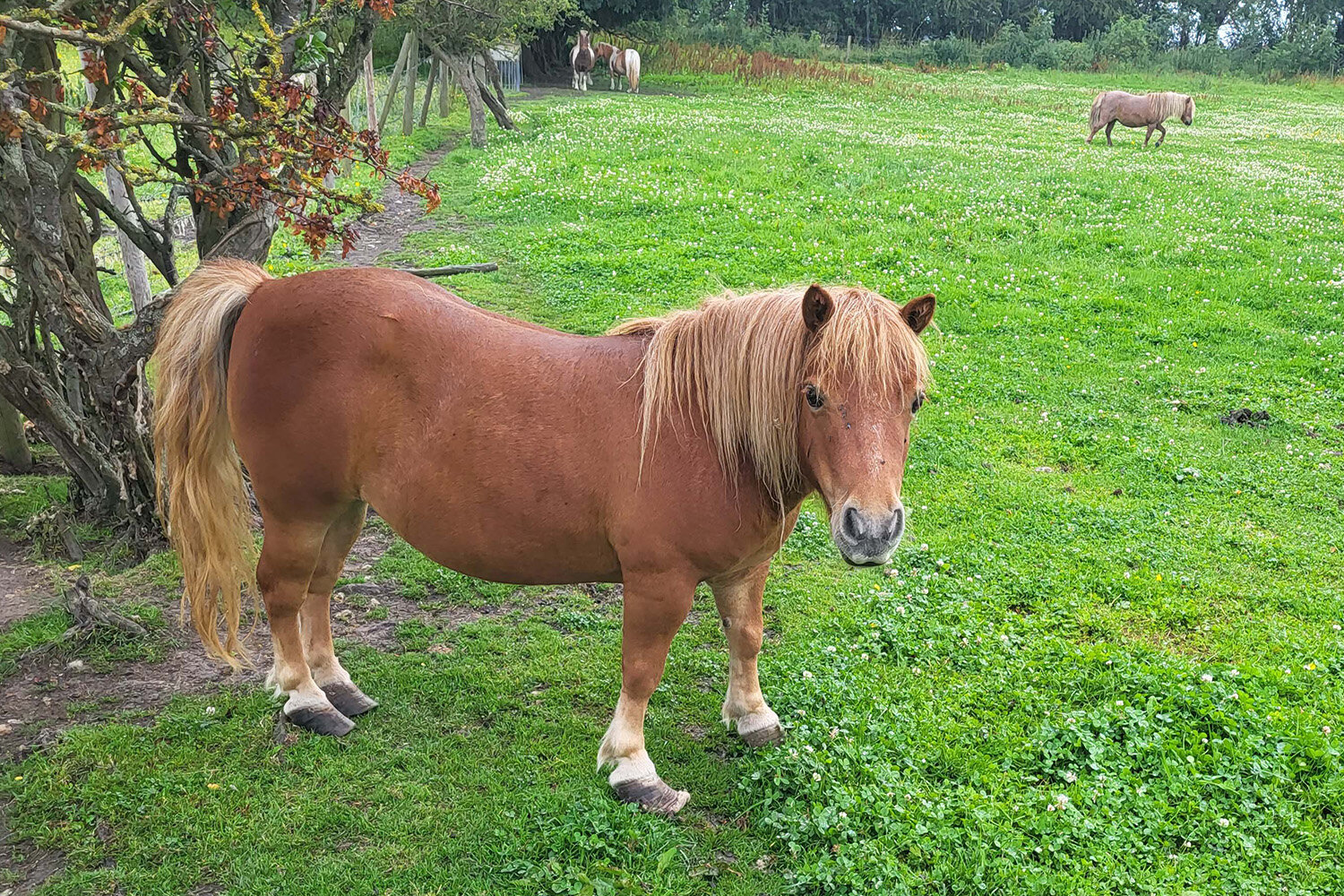 Birth of first foal from rescued ‘smuggled’ Dover 26 horses