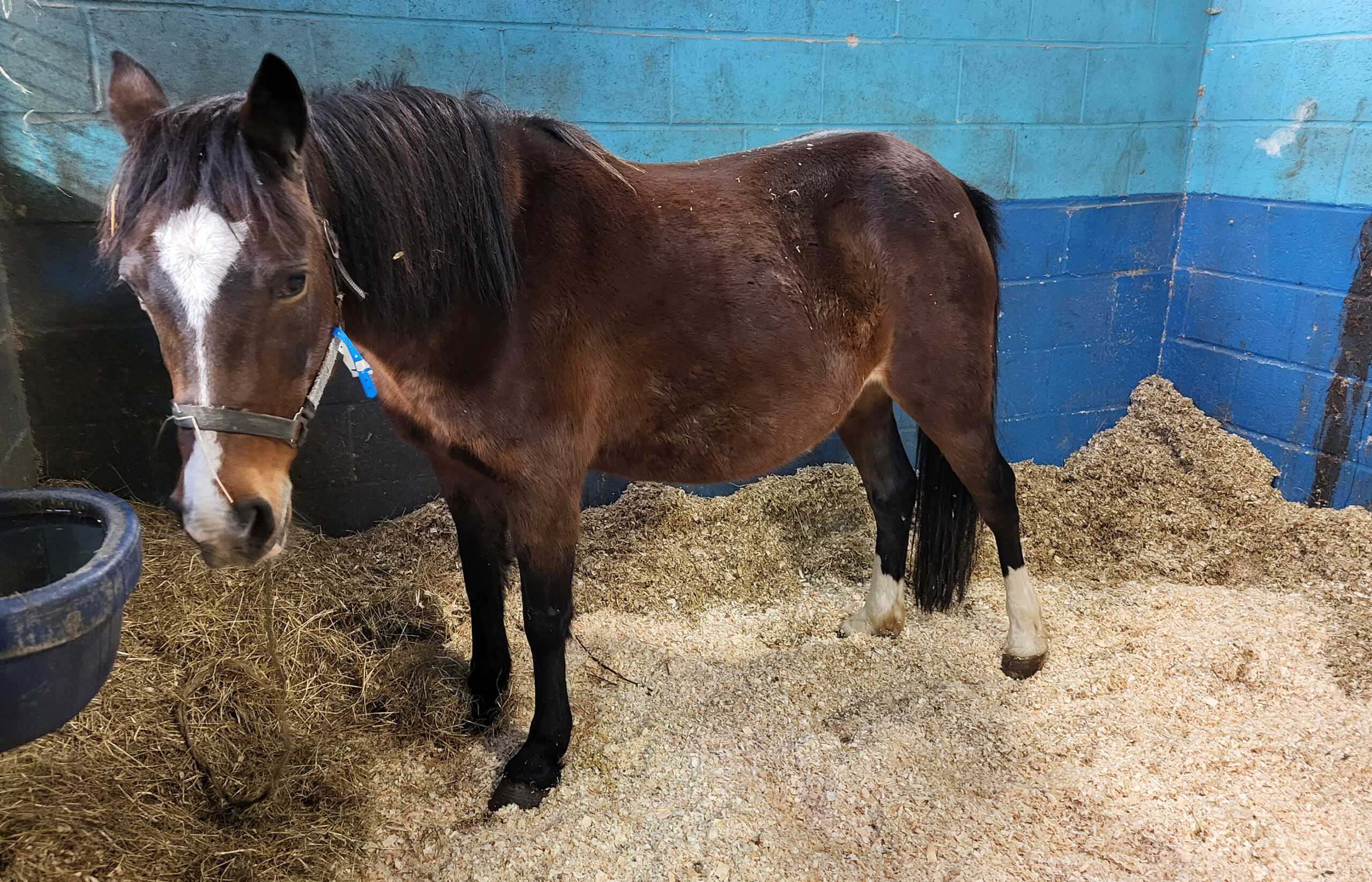 Investigation into smuggled horses highlights abhorrent exploitation