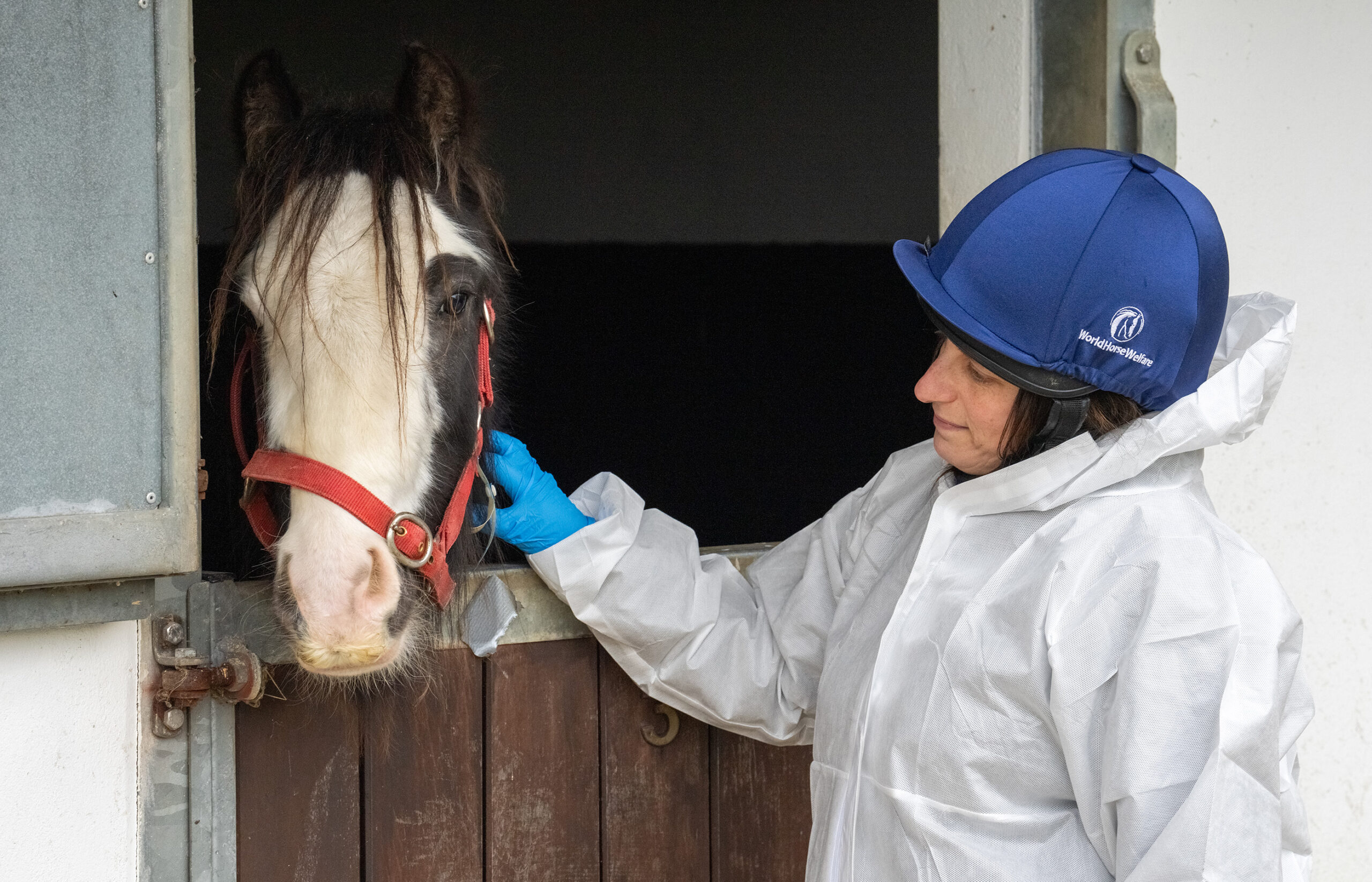 The Trafficked 20: catch up with the horses rescued from smuggling