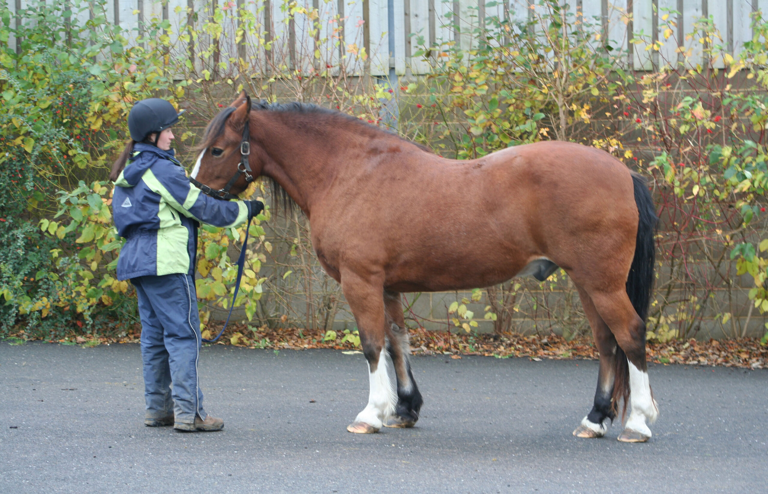 Equine Metabolic Syndrome 