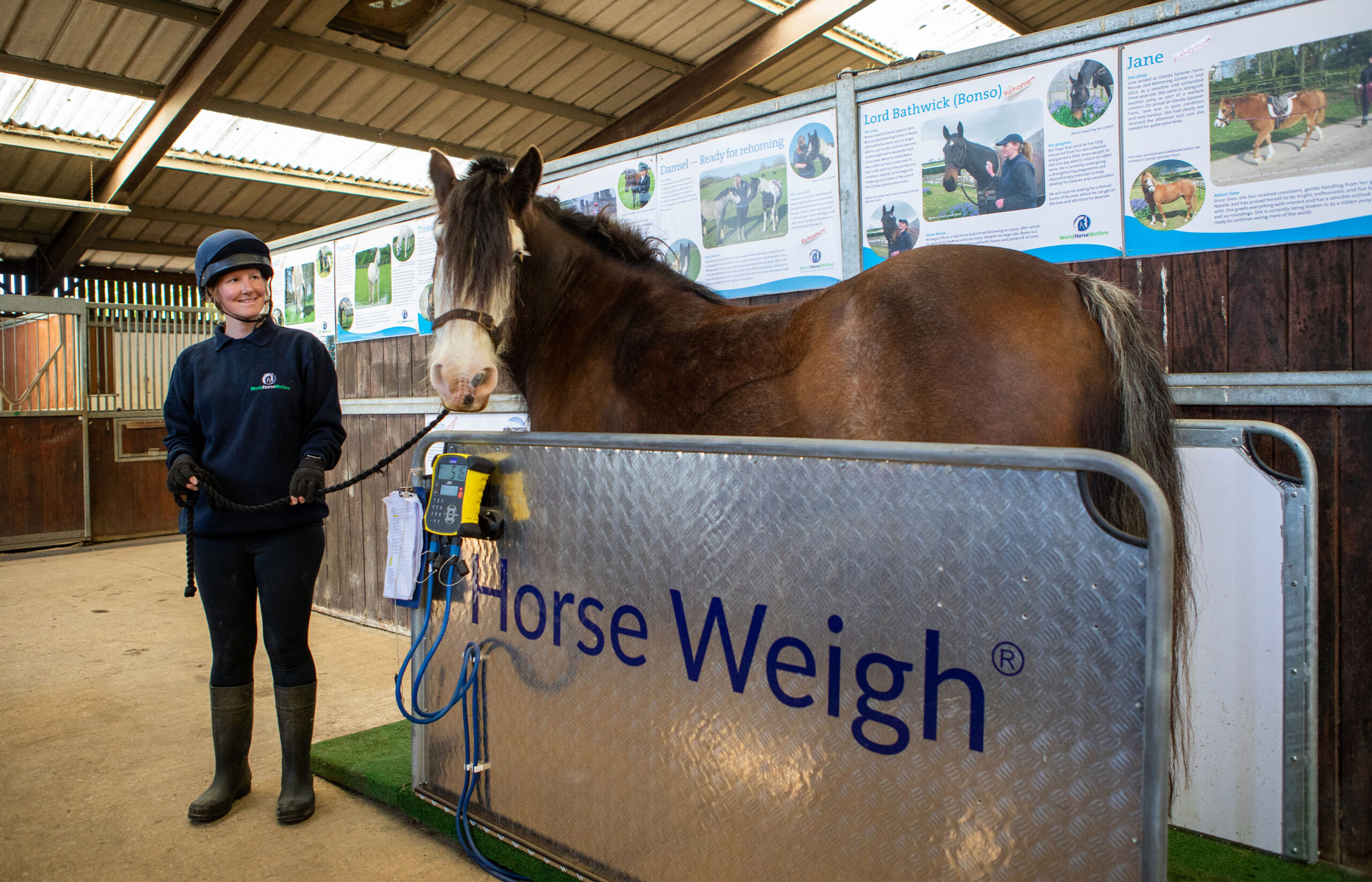 Weight management strategies for overweight horses 