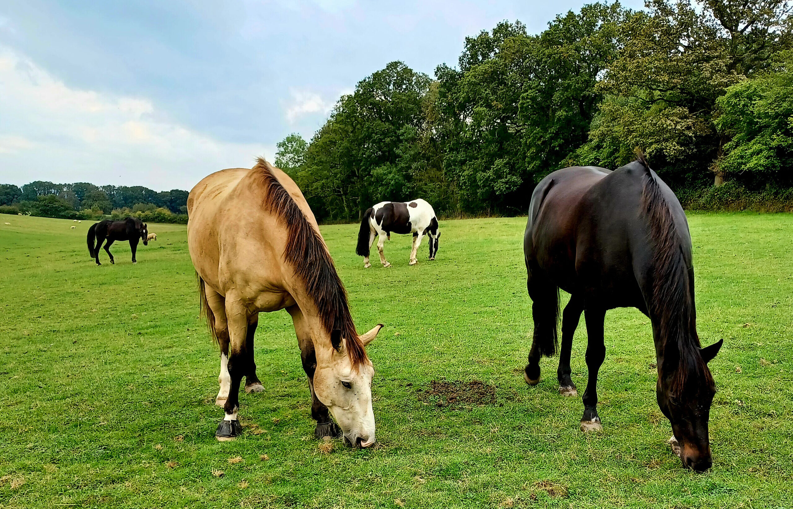 Our charity calls for improved laws to protect Europe’s seven million horses