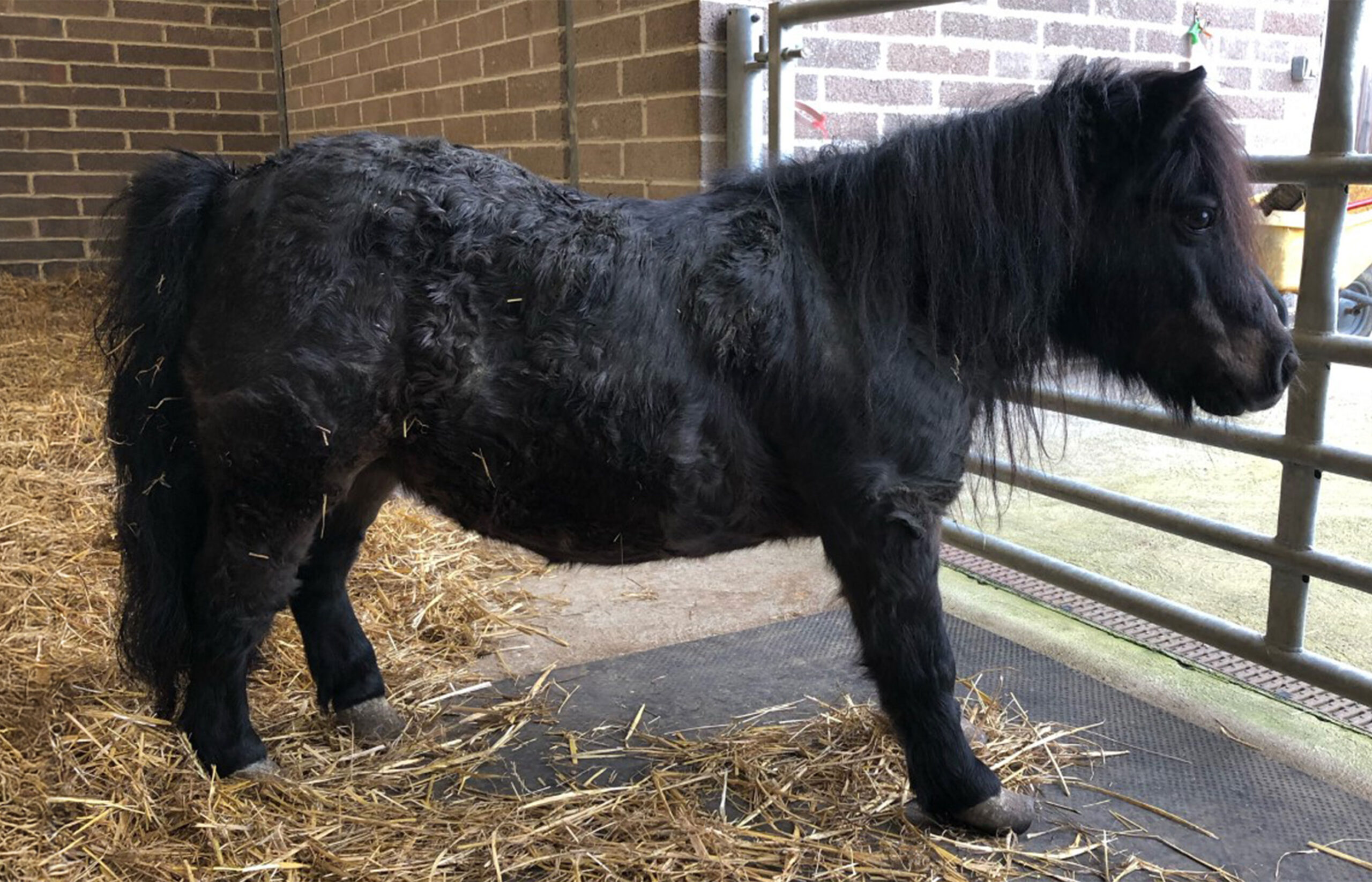 Laminitis in horses