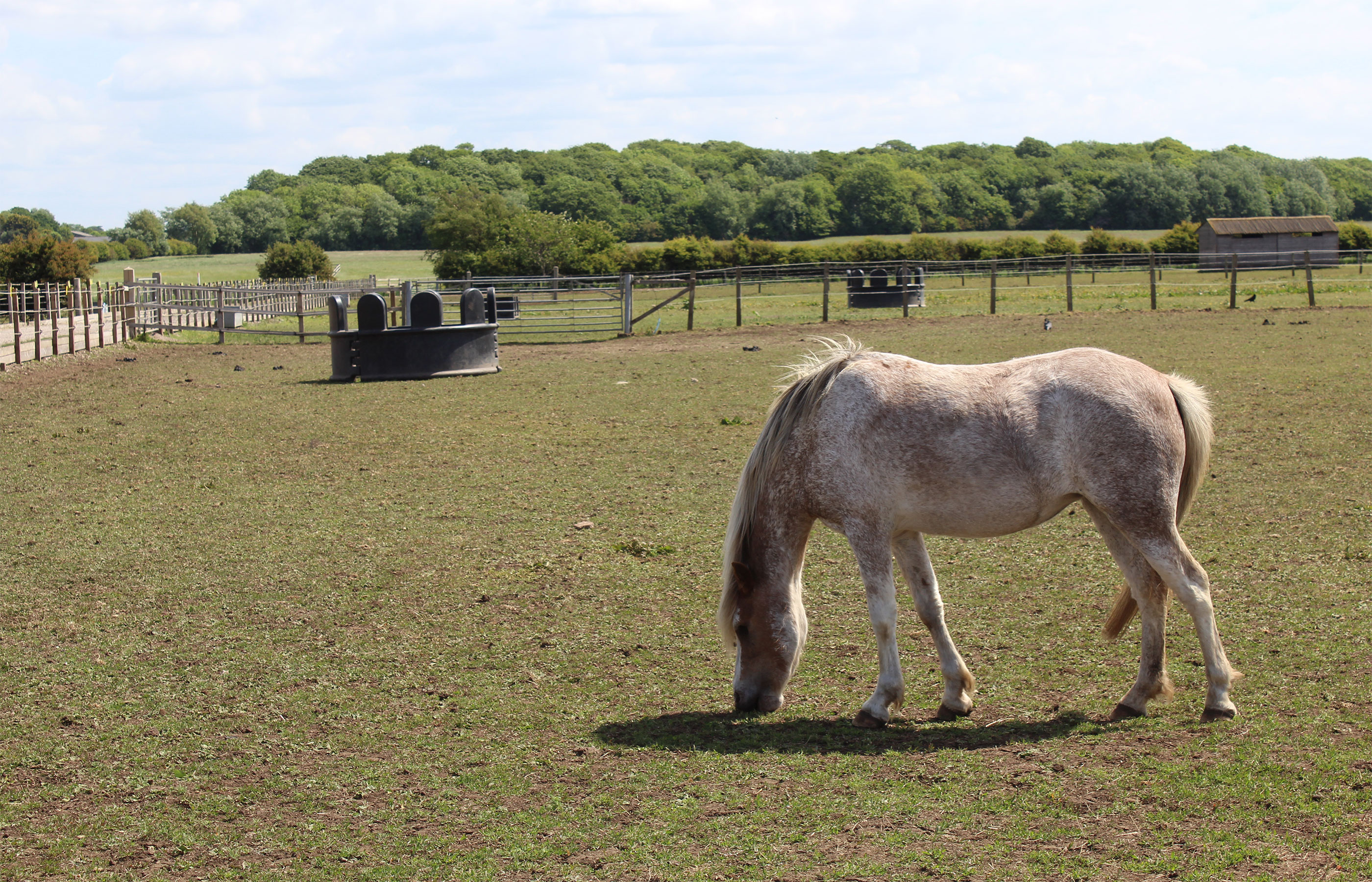 A close-up of a strawberry roan horse grazing in a field.