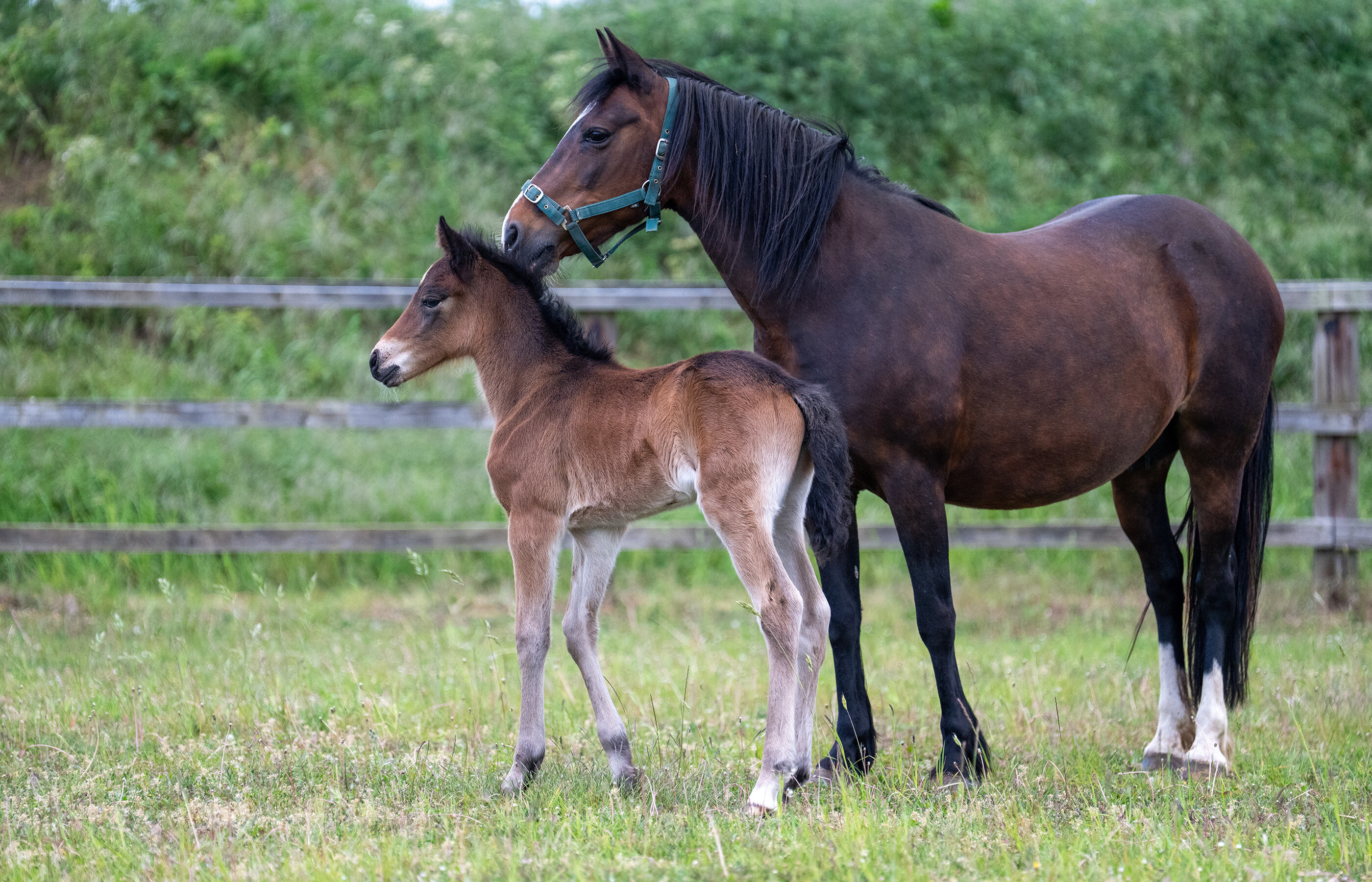 Trafficked mare gives birth to miracle foal 
