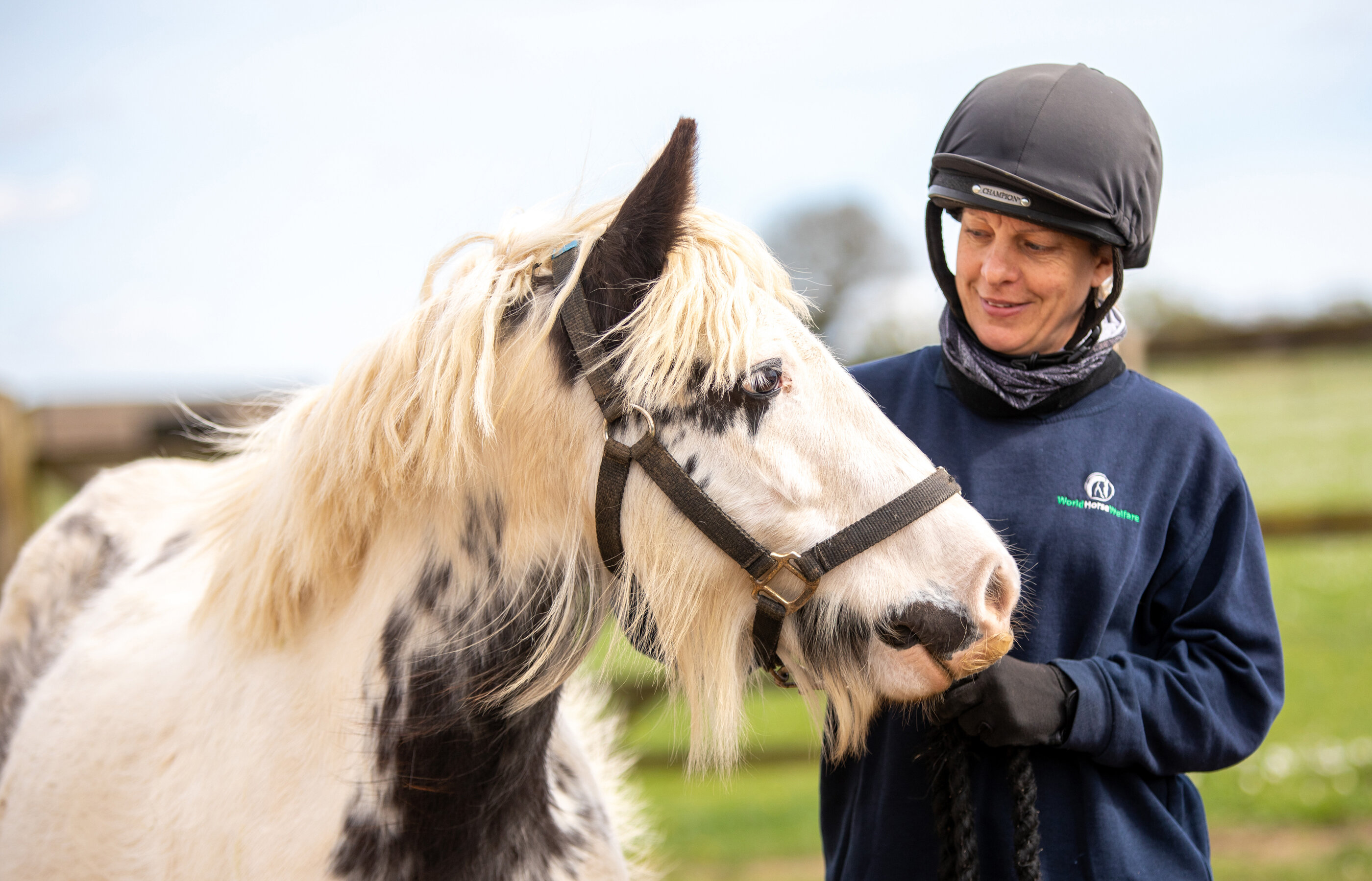 Rehoming restarts after strangles outbreak at Hall Farm