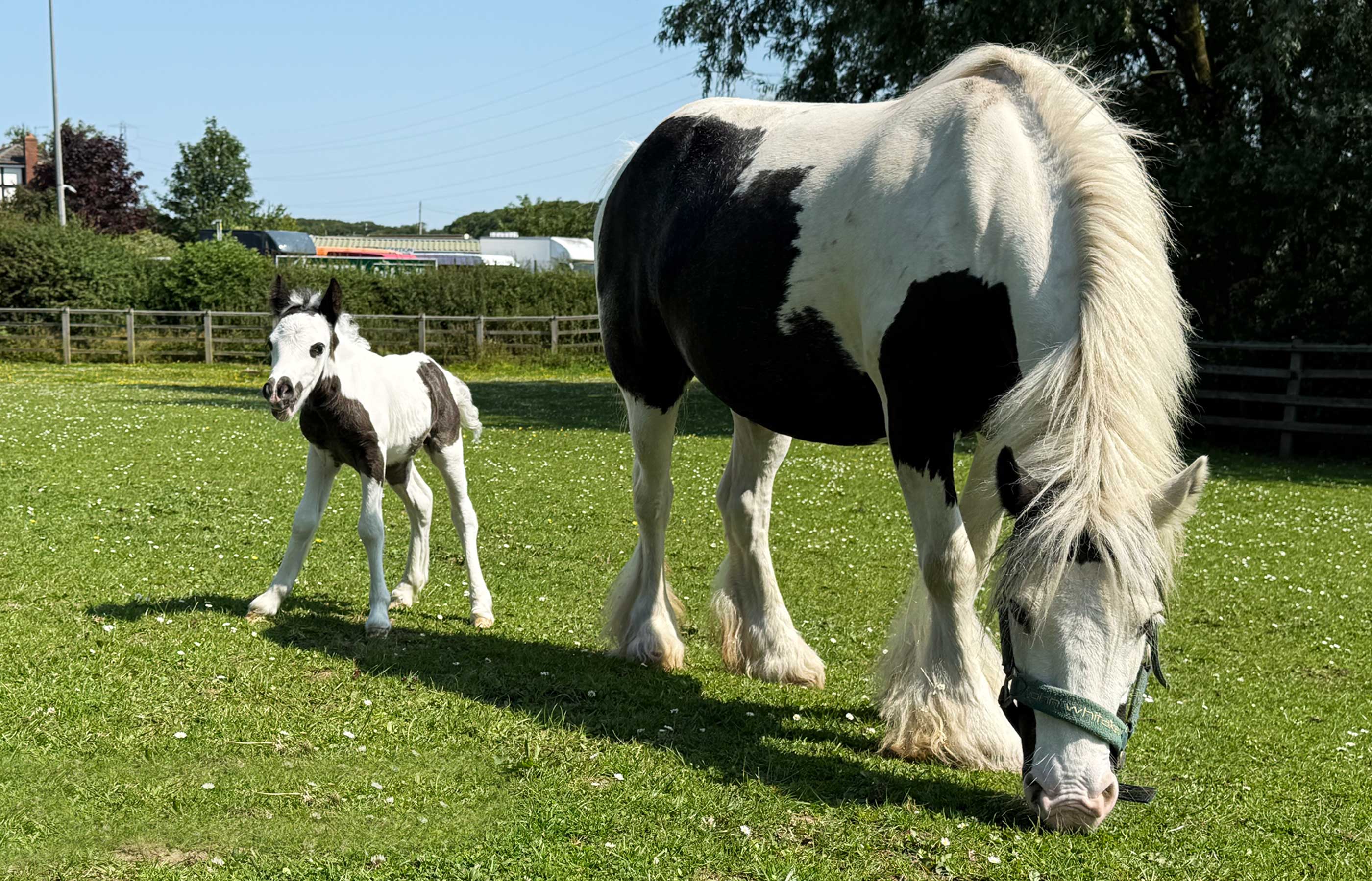 Lucky foal gets life-saving care after being born at Penny Farm