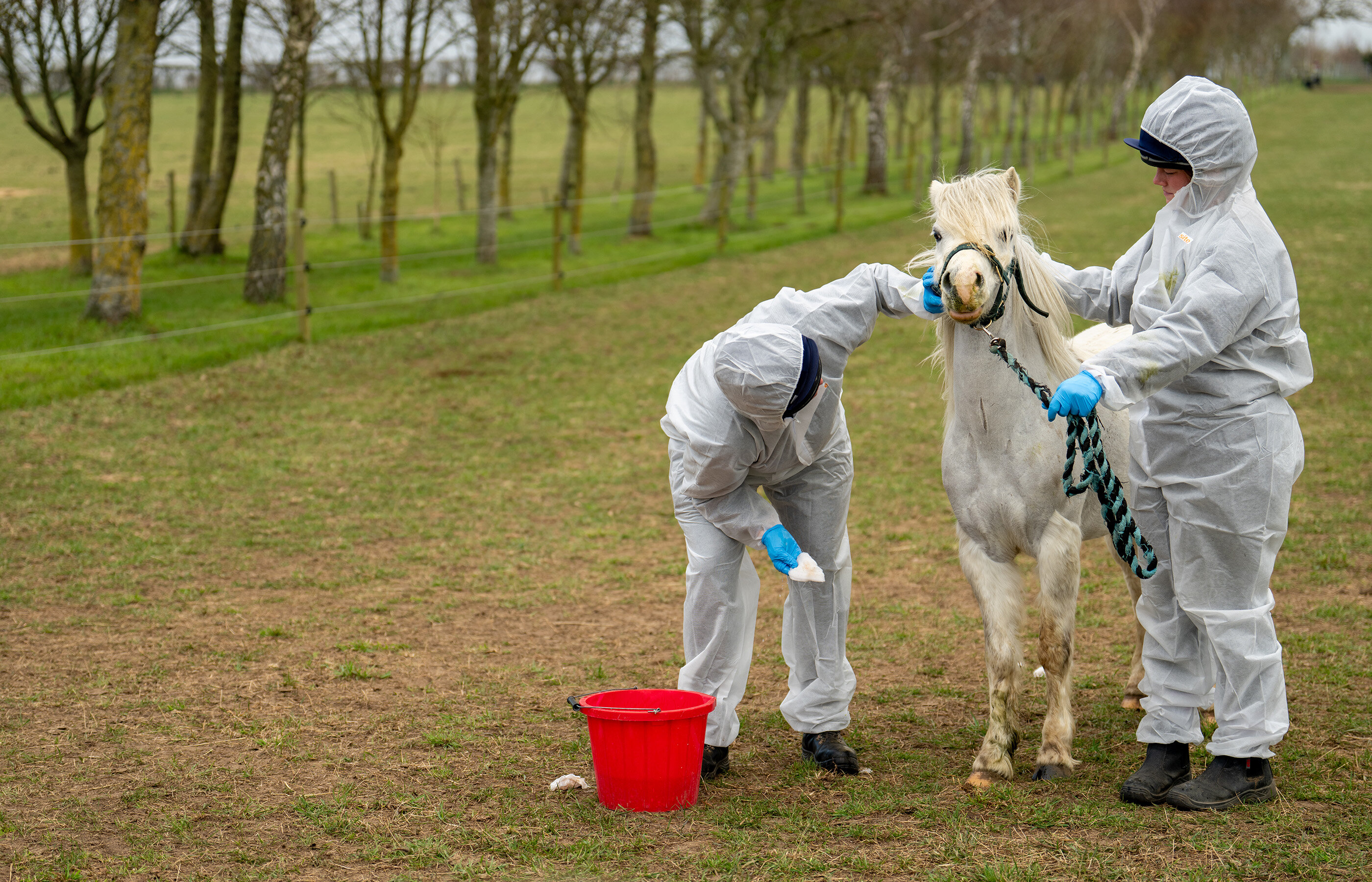 Strangles – an update from Hall Farm