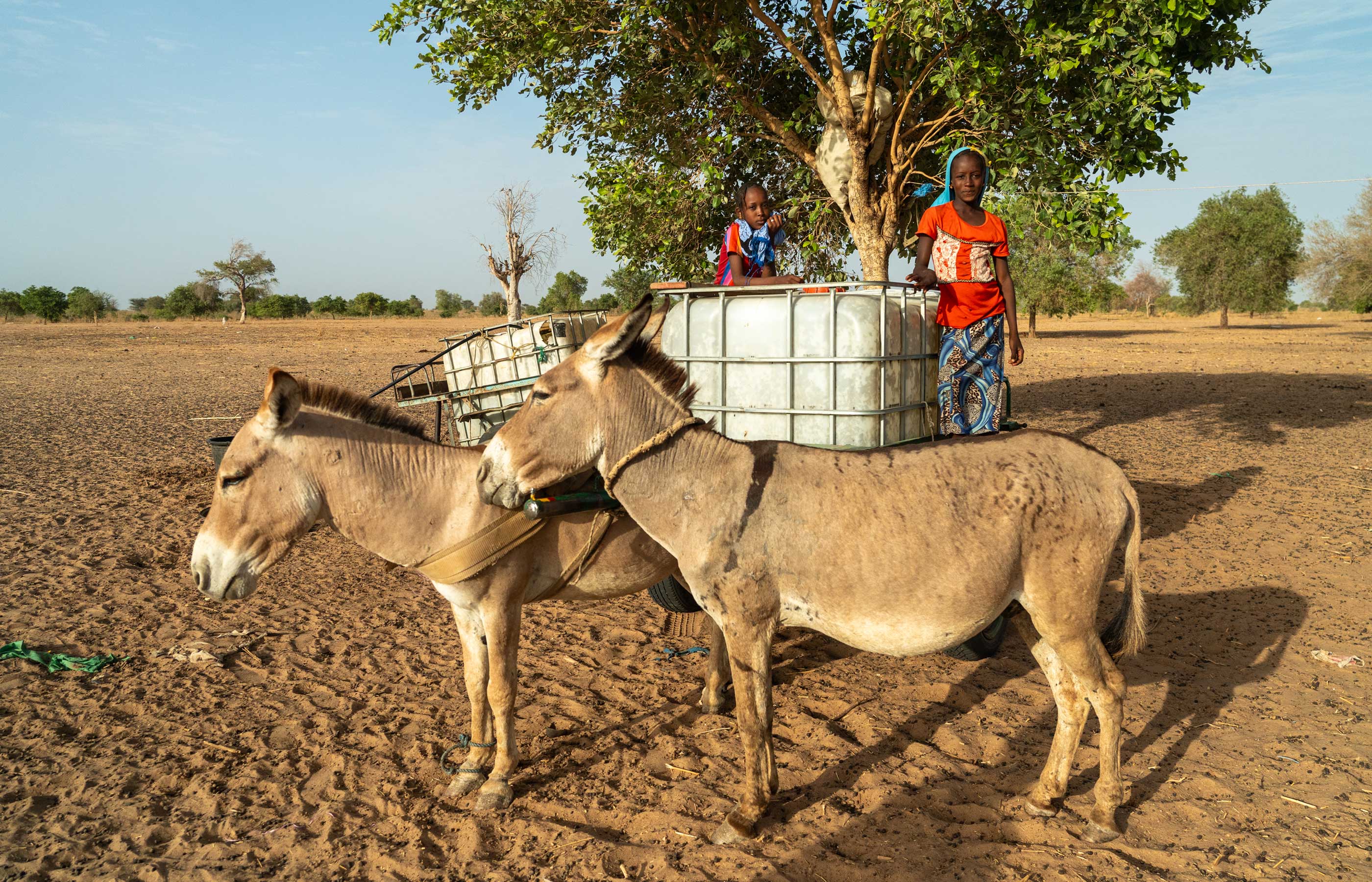 African leaders commit to a strategy to protect the continent’s donkeys from the brutal skin trade