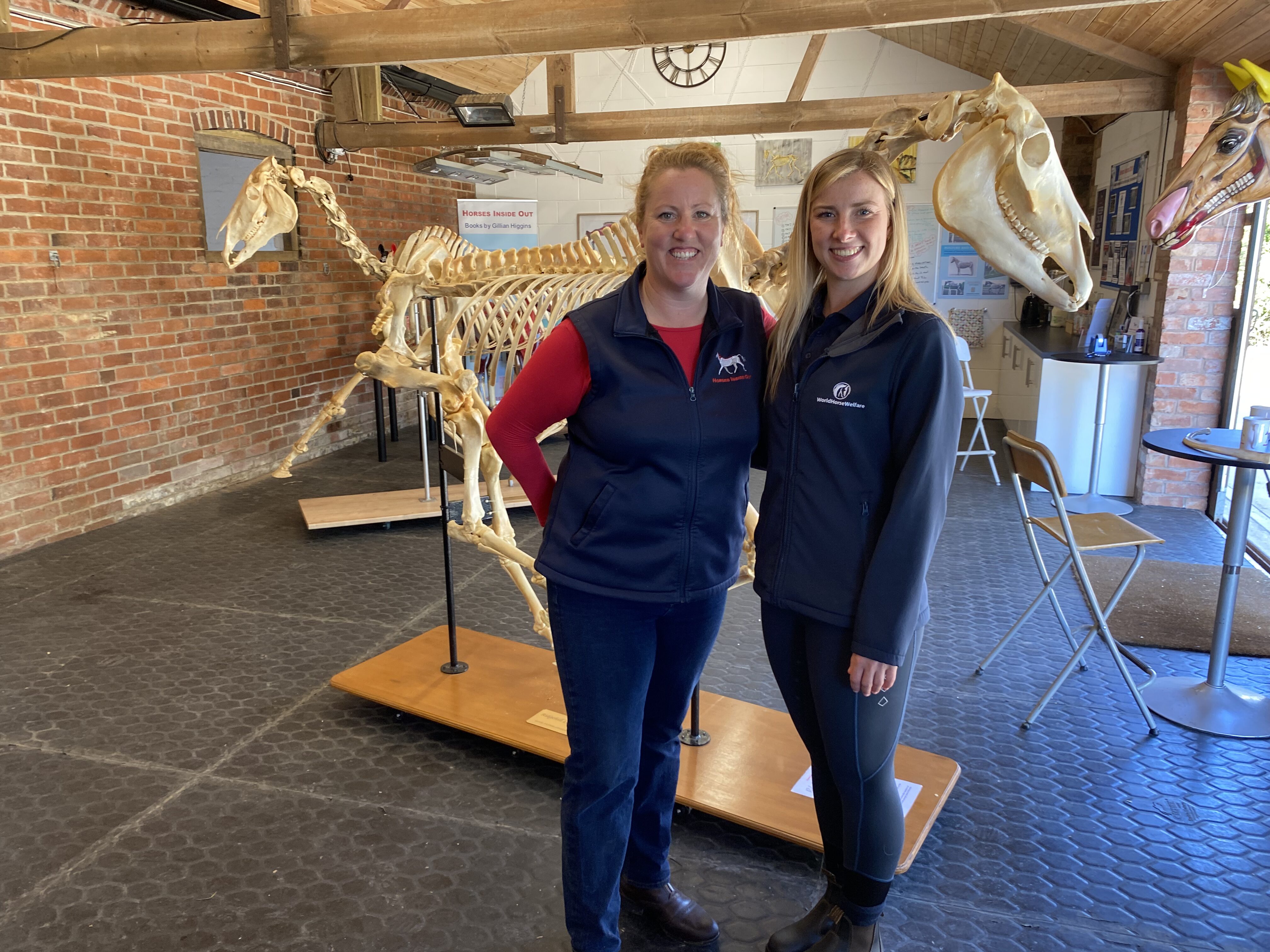 The horse’s bones and muscles 