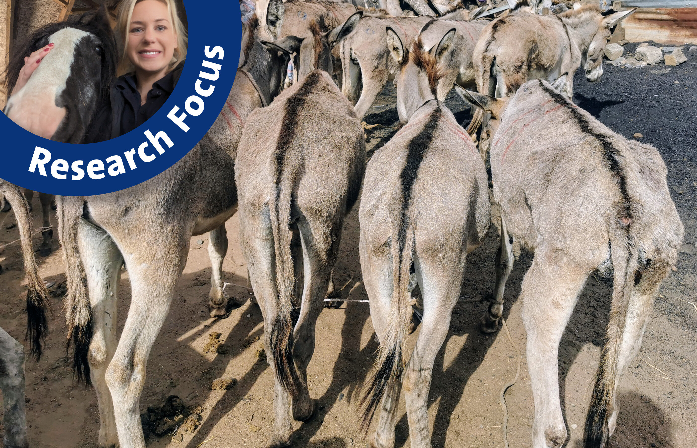 The need to improve equine welfare at slaughter