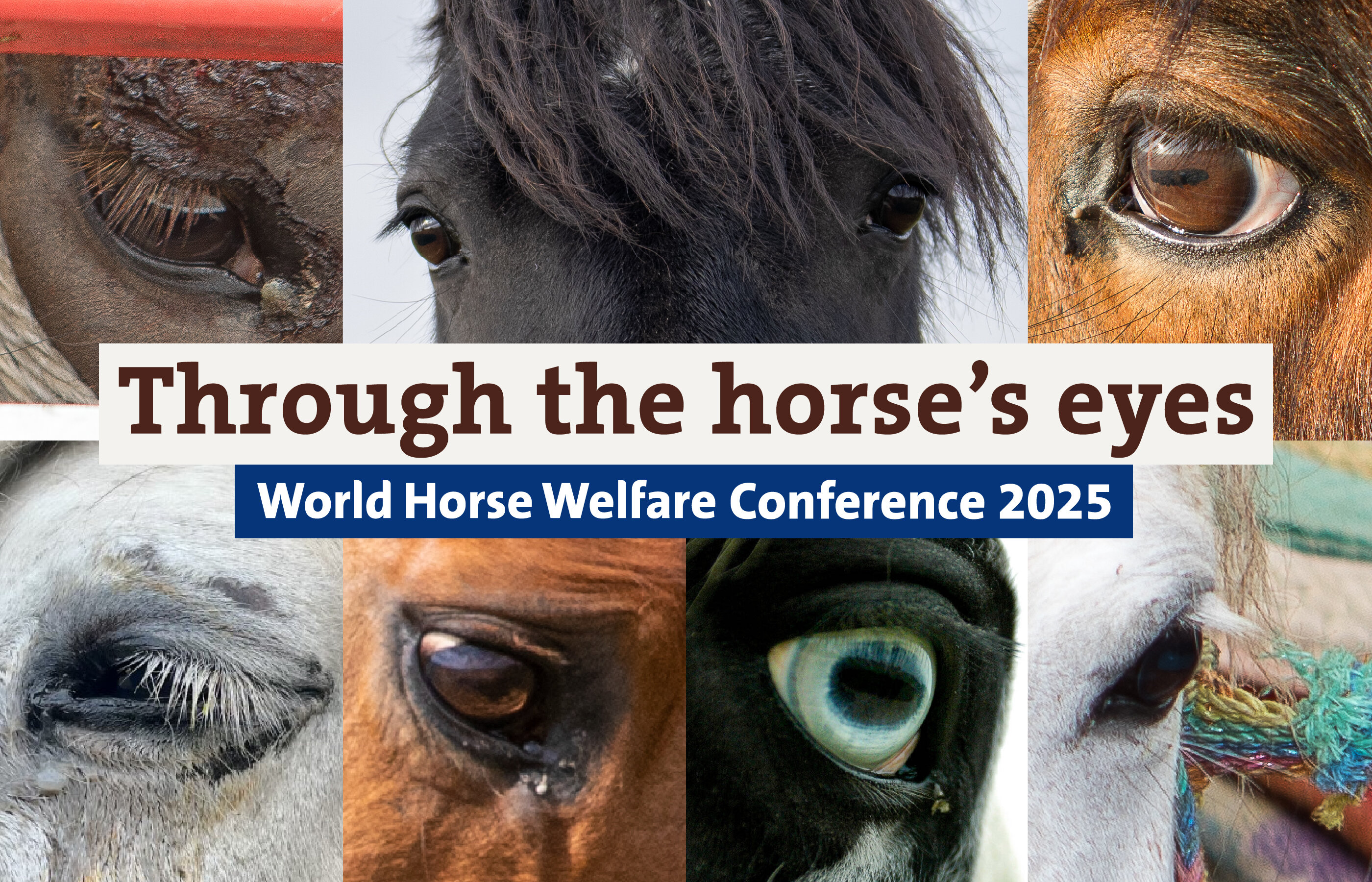 Equestrians, politicians, academics and a zookeeper set to explore the world ‘Through the horse’s eyes’