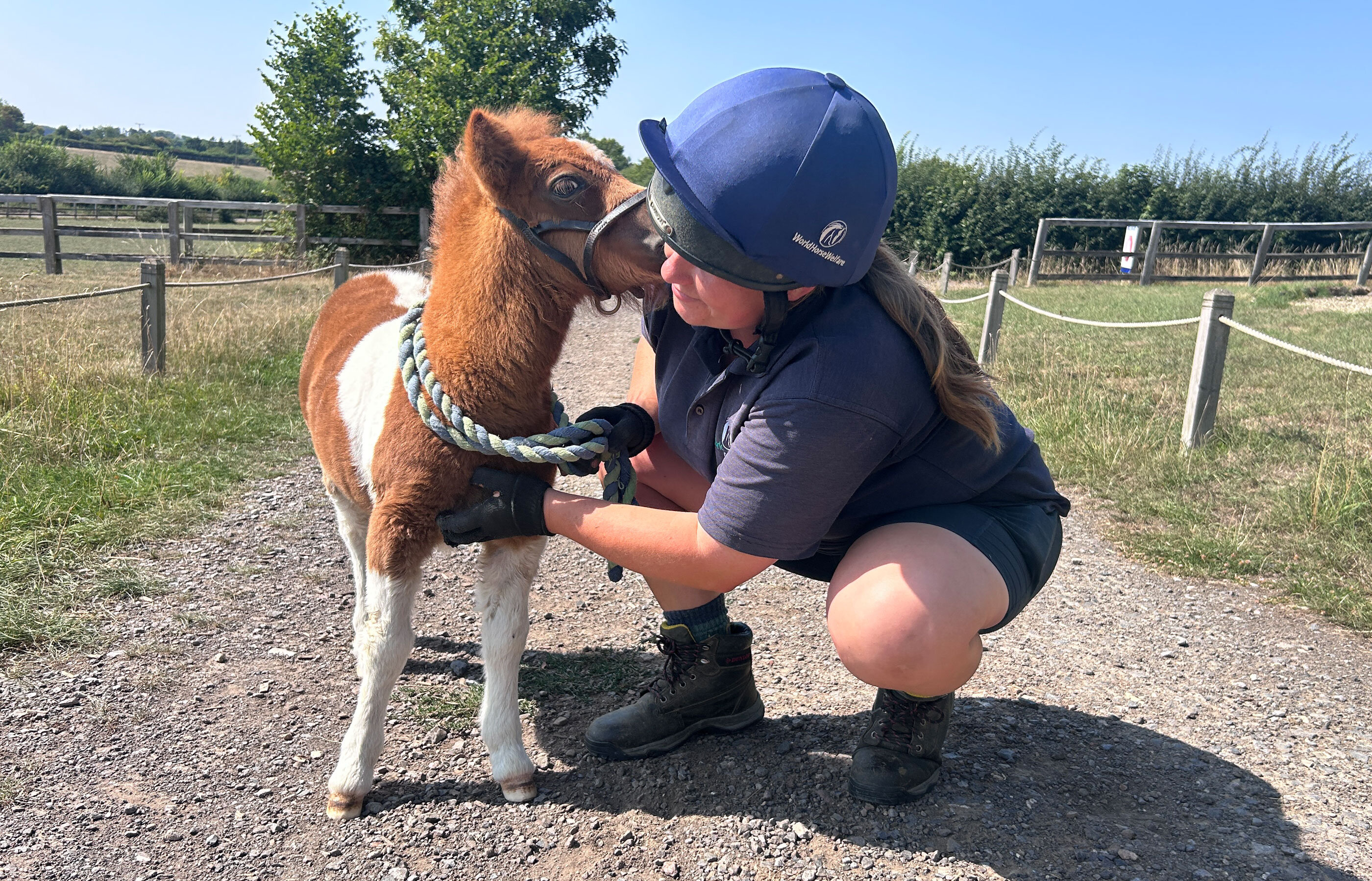 Tiny Pam highlights potentially uncertain future of foals