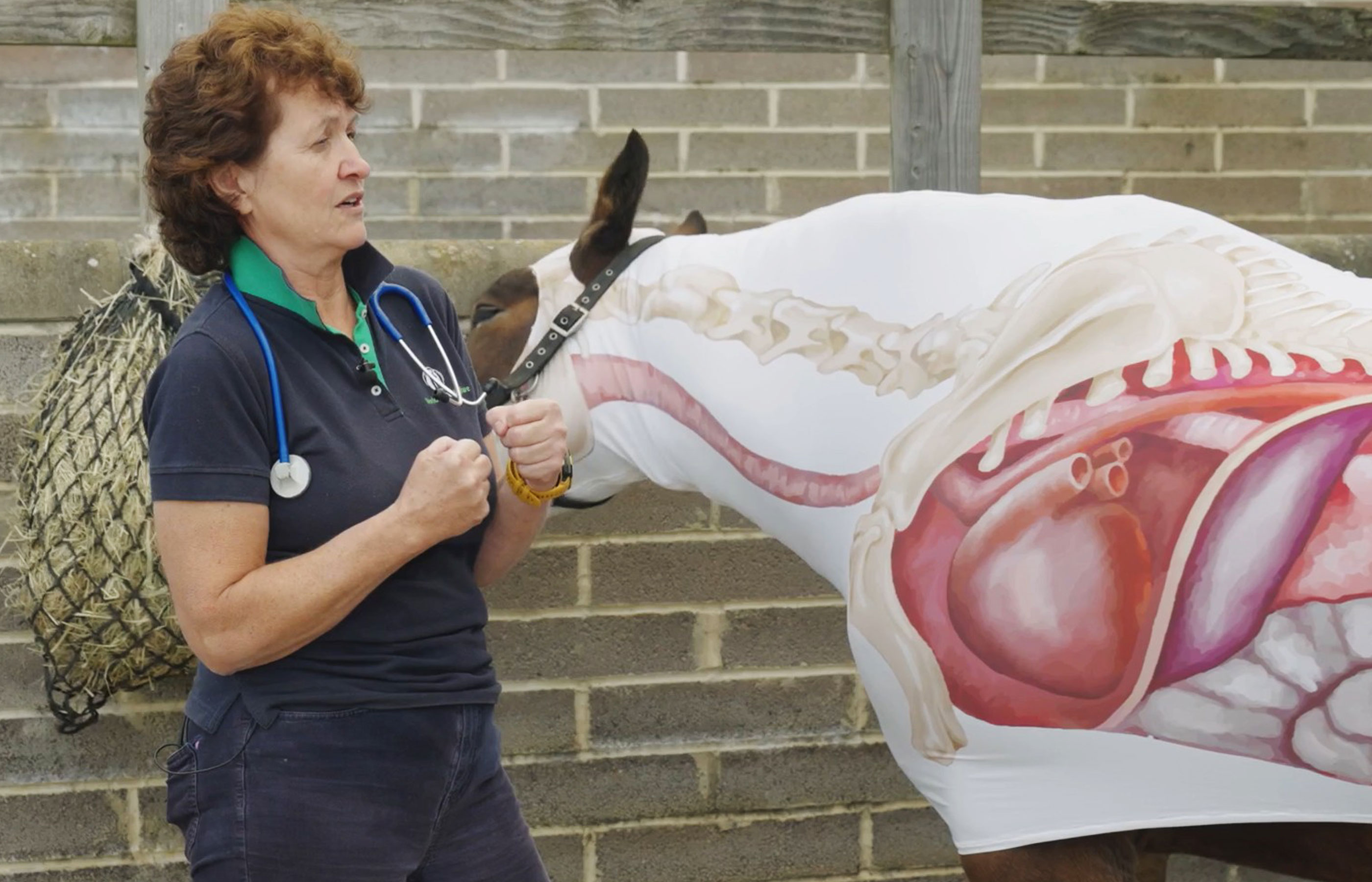 Exploring how the heart and lungs of a horse keep up with everything we ask of them
