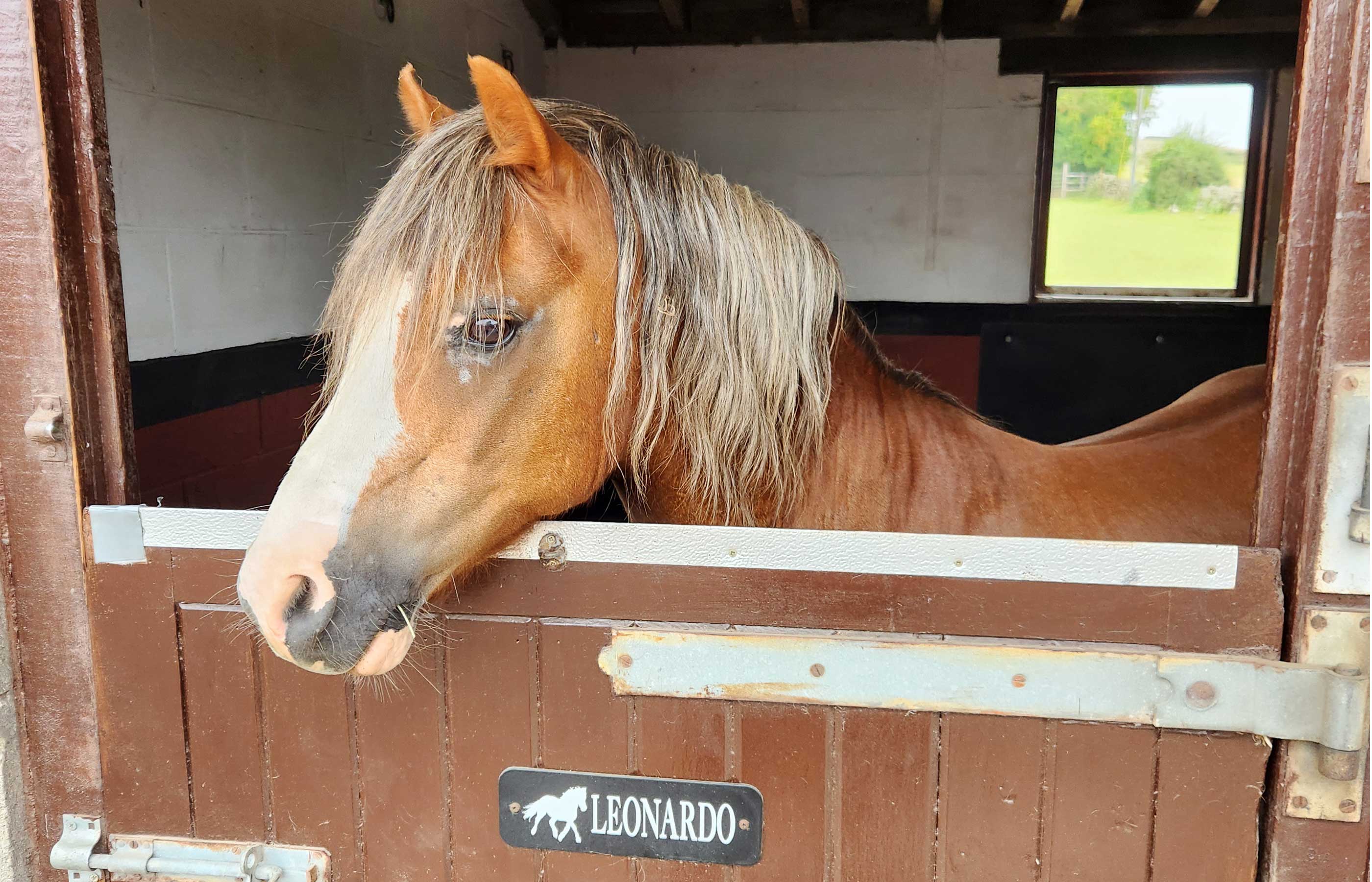 From unhandled teenage stallion to perfect pony pal – Leo’s story
