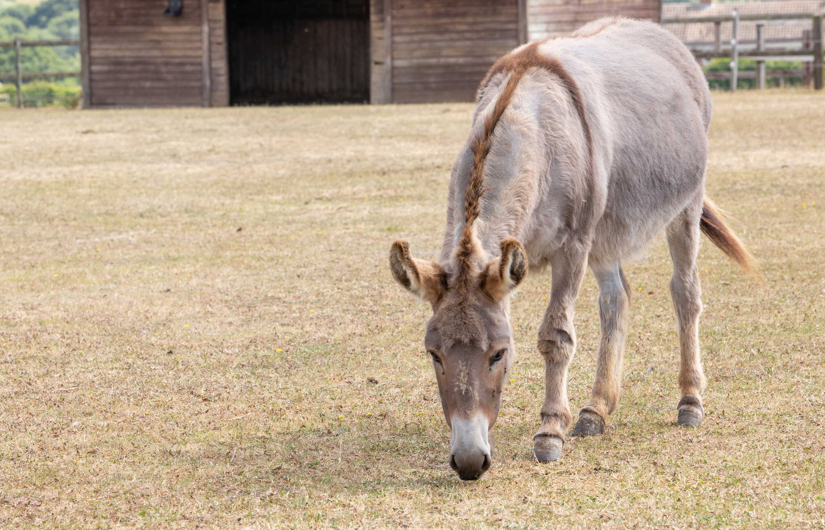 Donkey and mule nutrition essentials 
