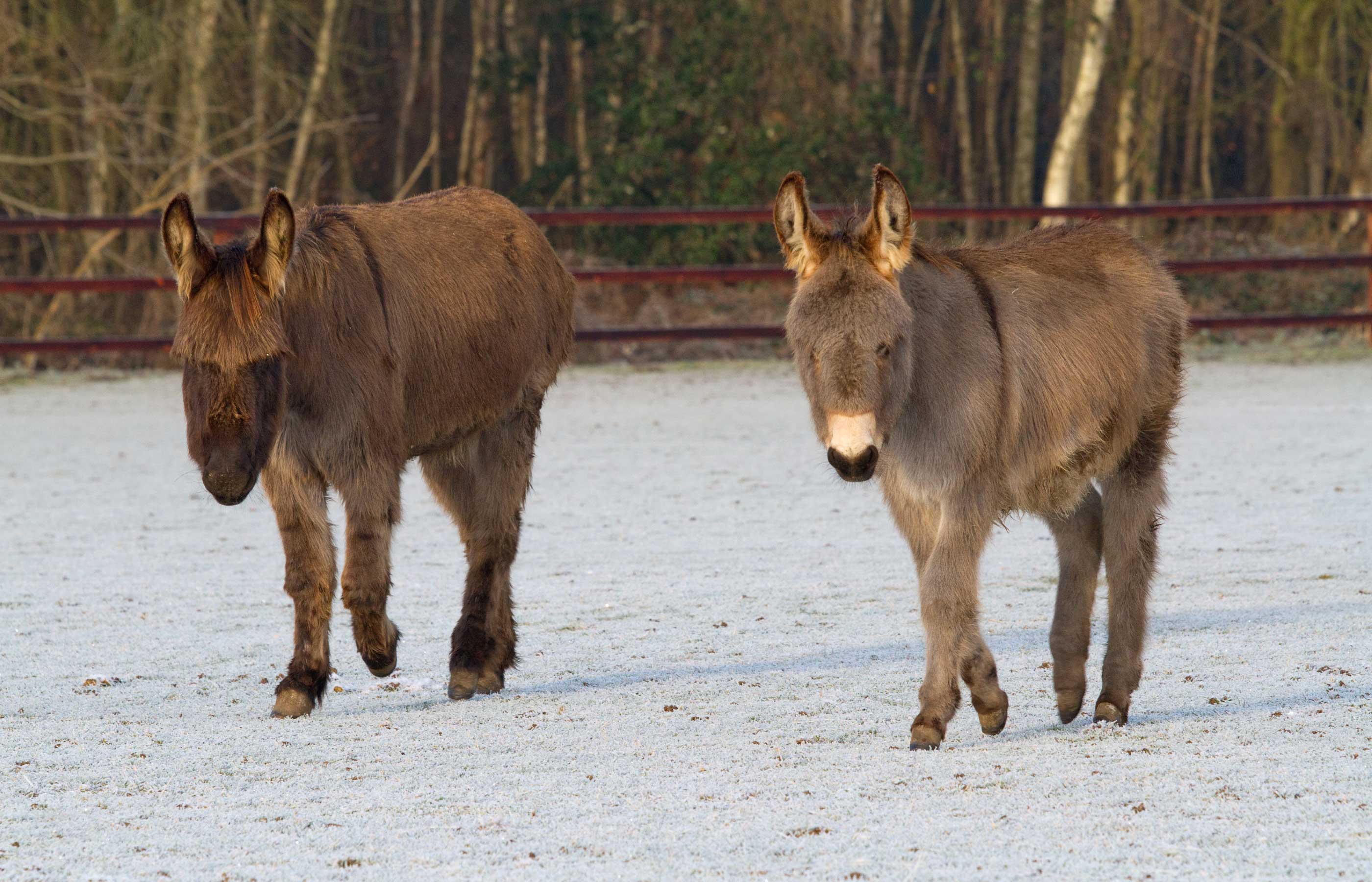 Donkey and mule behaviour essentials