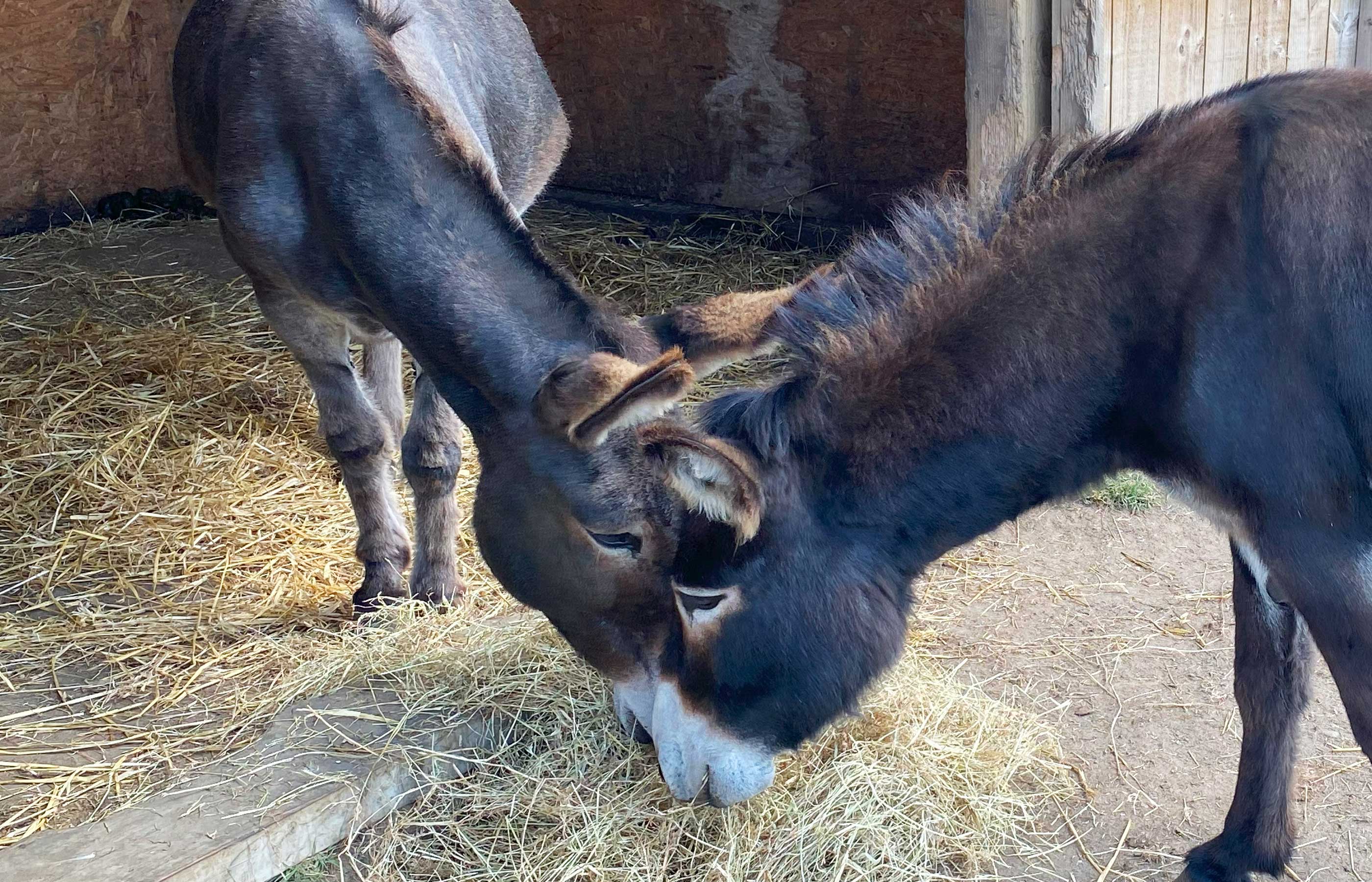 Abandoned donkey Mia has found a loving home and a new best friend