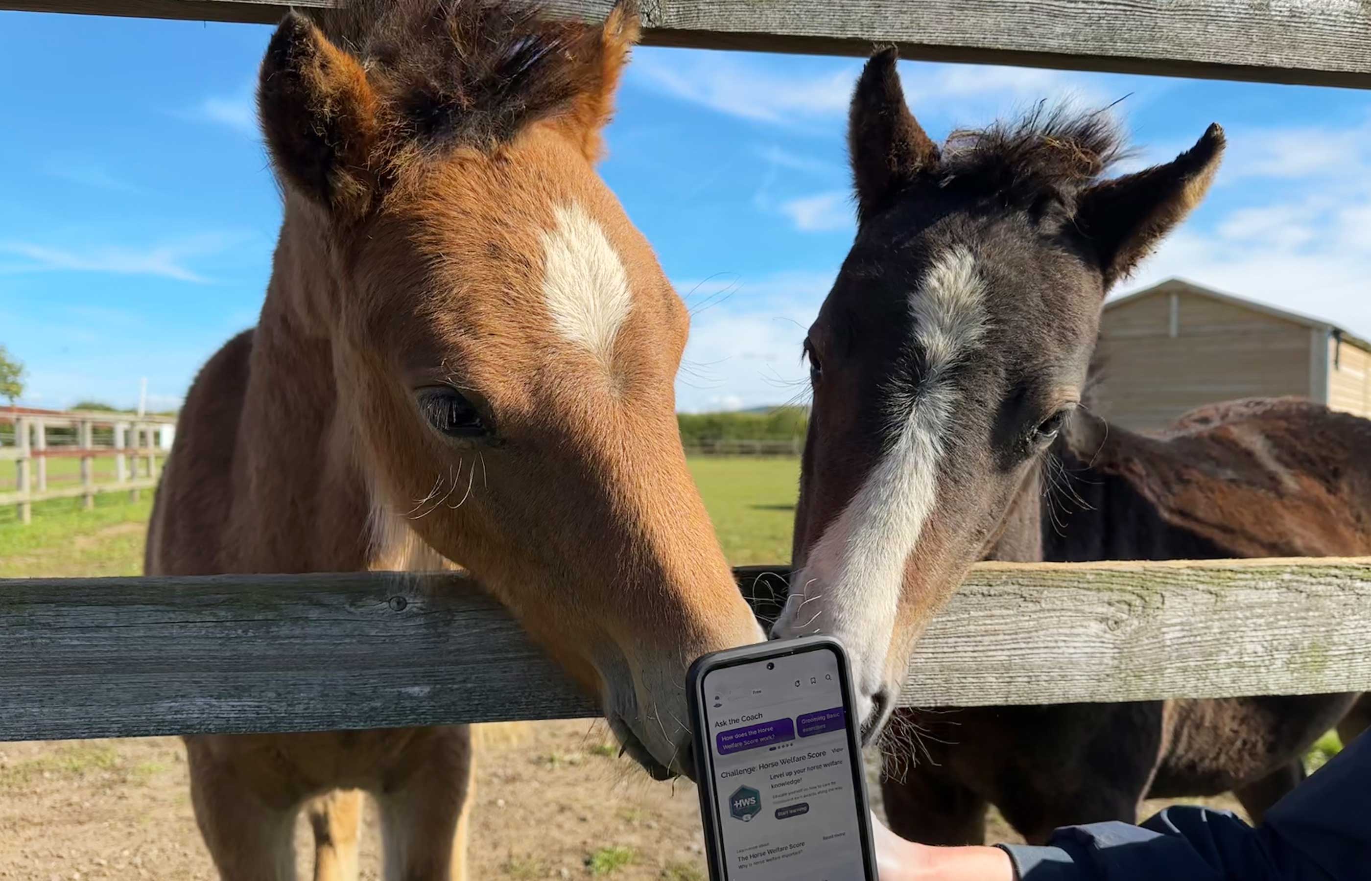 Ridely becomes new corporate supporter of World Horse Welfare