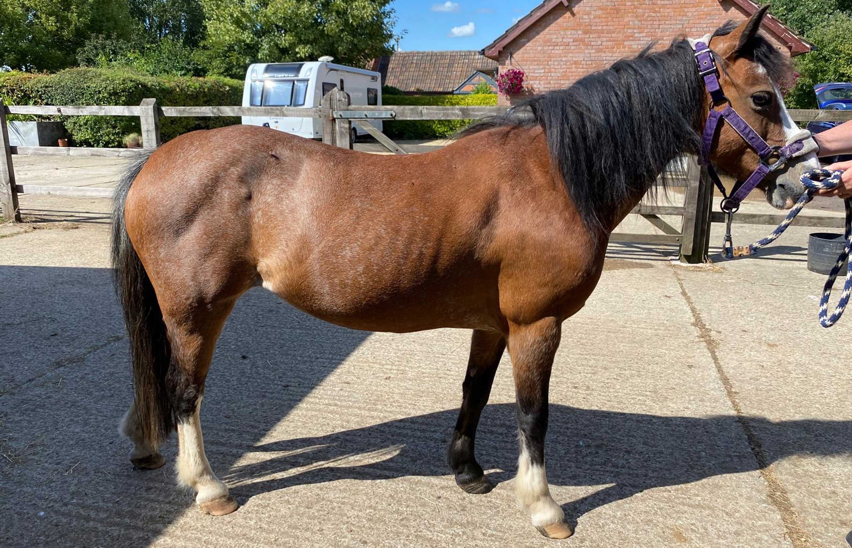 Saffron’s story – managing metabolic issues in older ponies