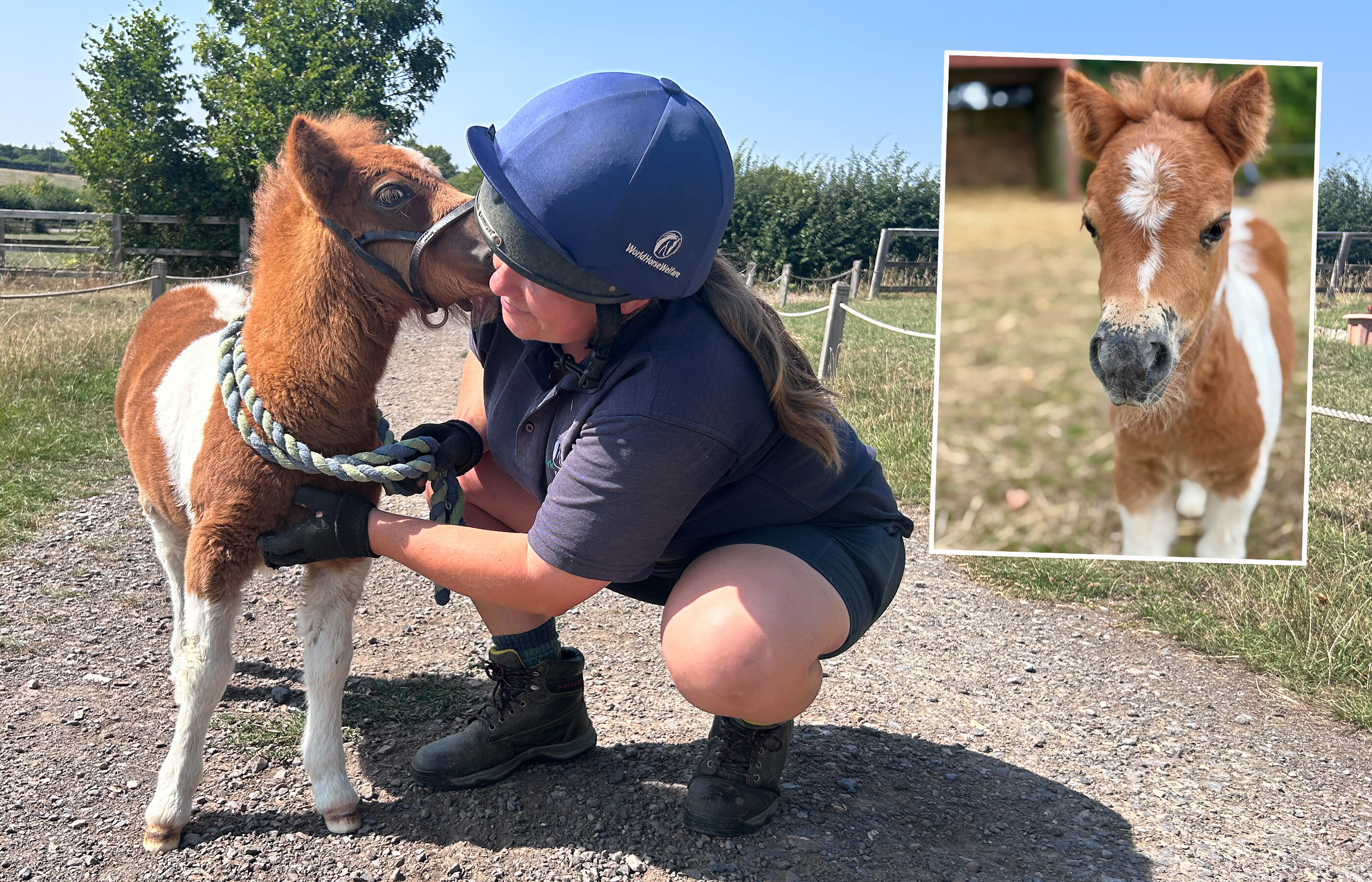 Pint-sized pony Pam melts hearts as she appears on Good Morning Britain! 