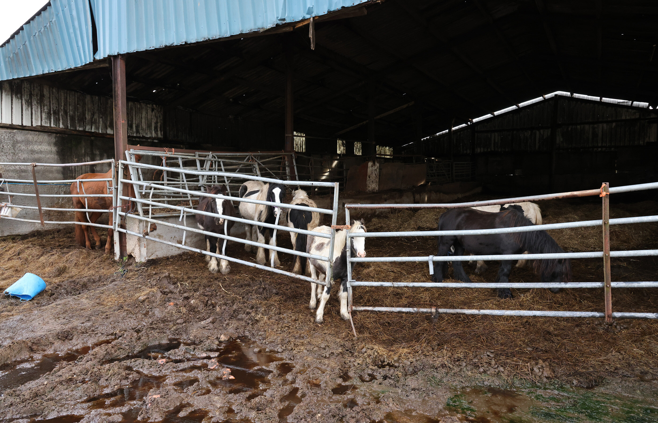 World Horse Welfare assists in the rescue of more than 450 neglected animals as owner is jailed and banned from keeping animals