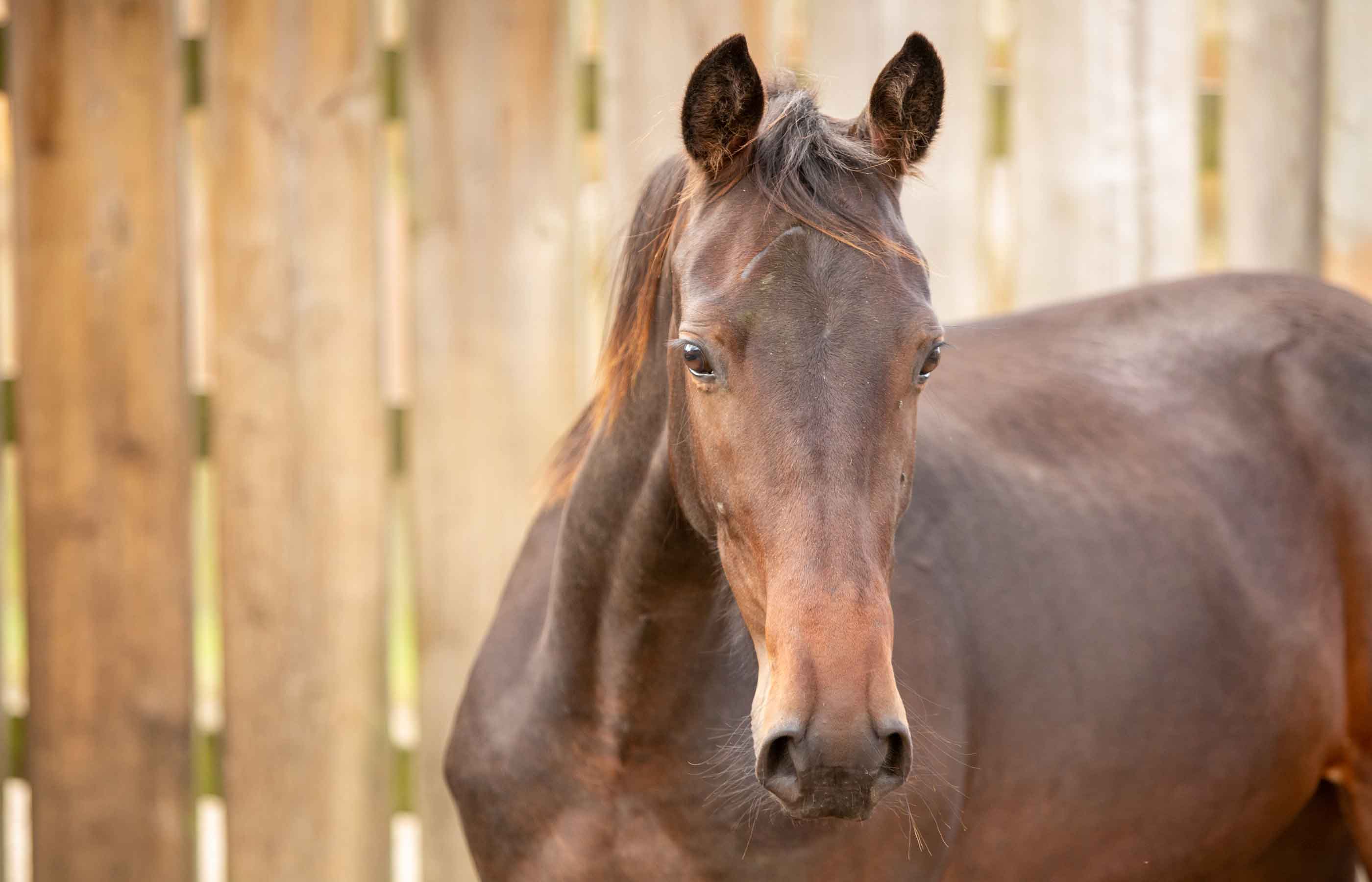 Welfare Wednesday Webinars return, kicking off with ‘How to read your horse’s body language’  