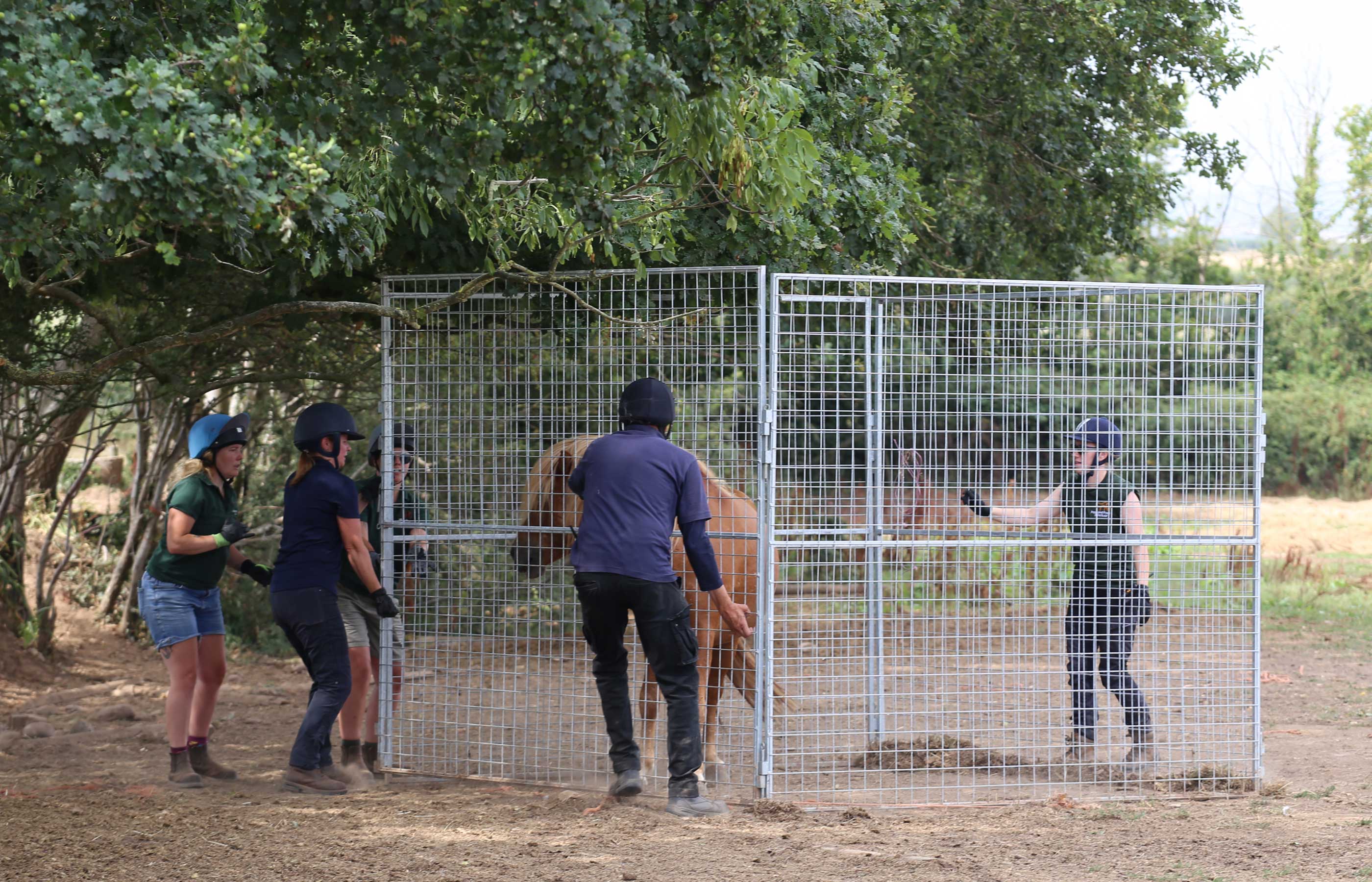 Major charity collaboration safeguards welfare of rare horses