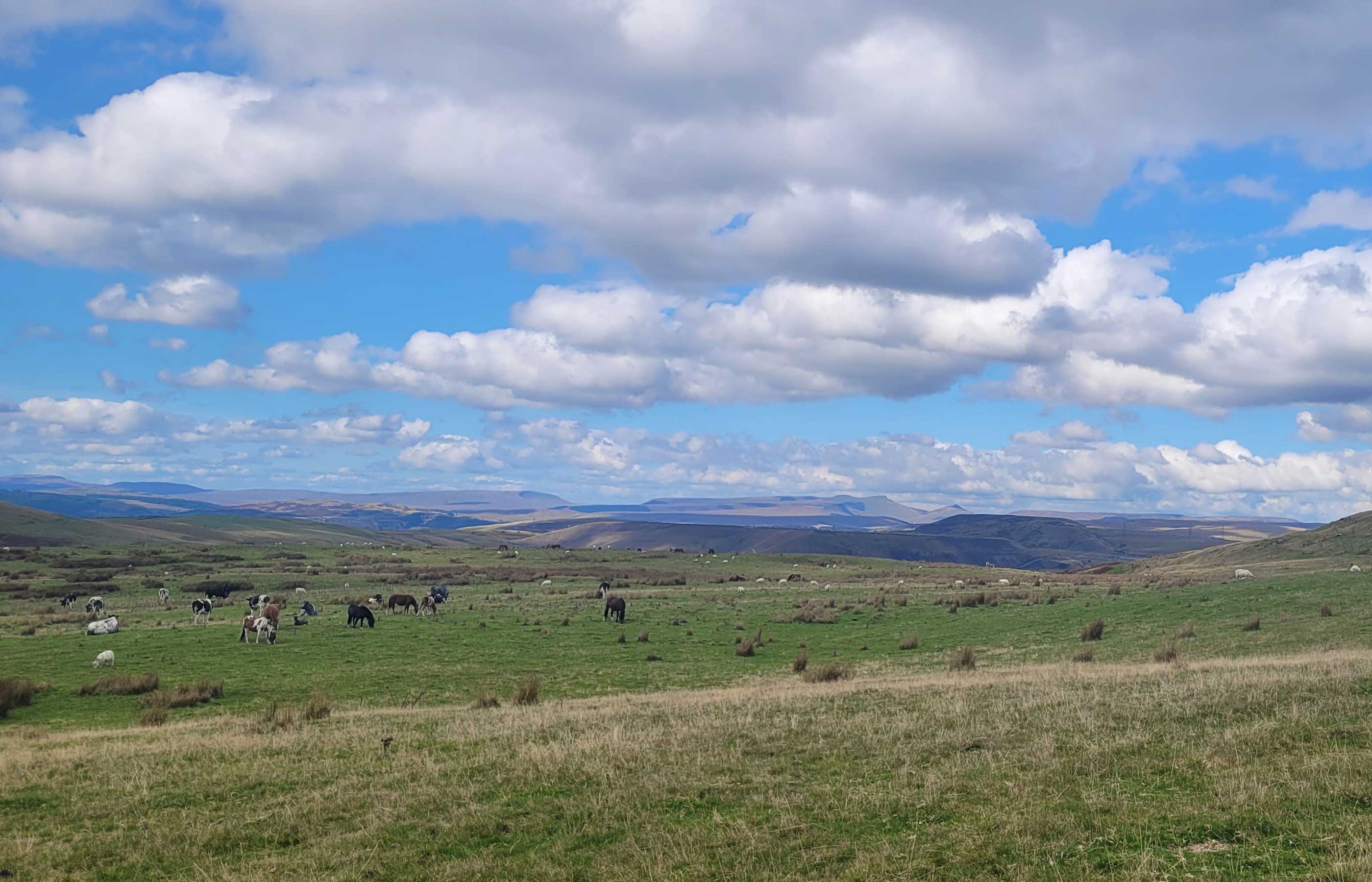 A UK first, as drones used to assess population of semi-feral ponies on Welsh common