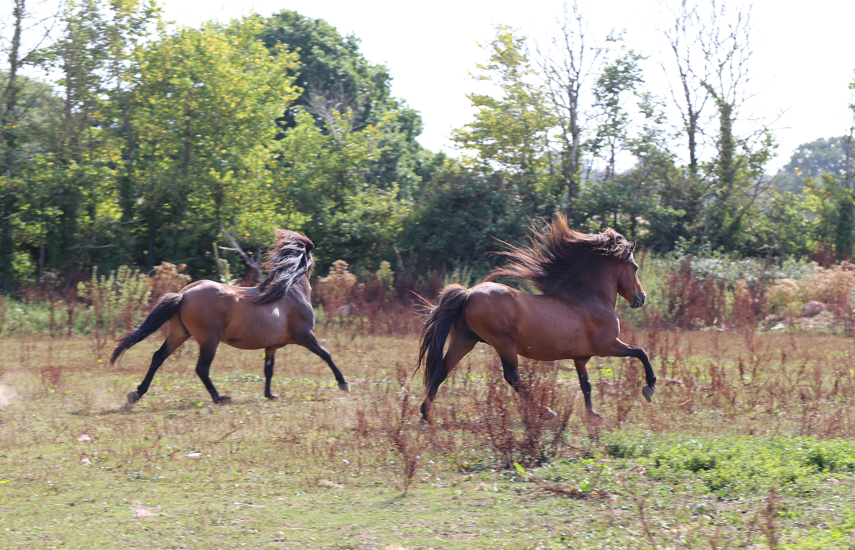 The rescue of 70 unhandled Icelandic horses