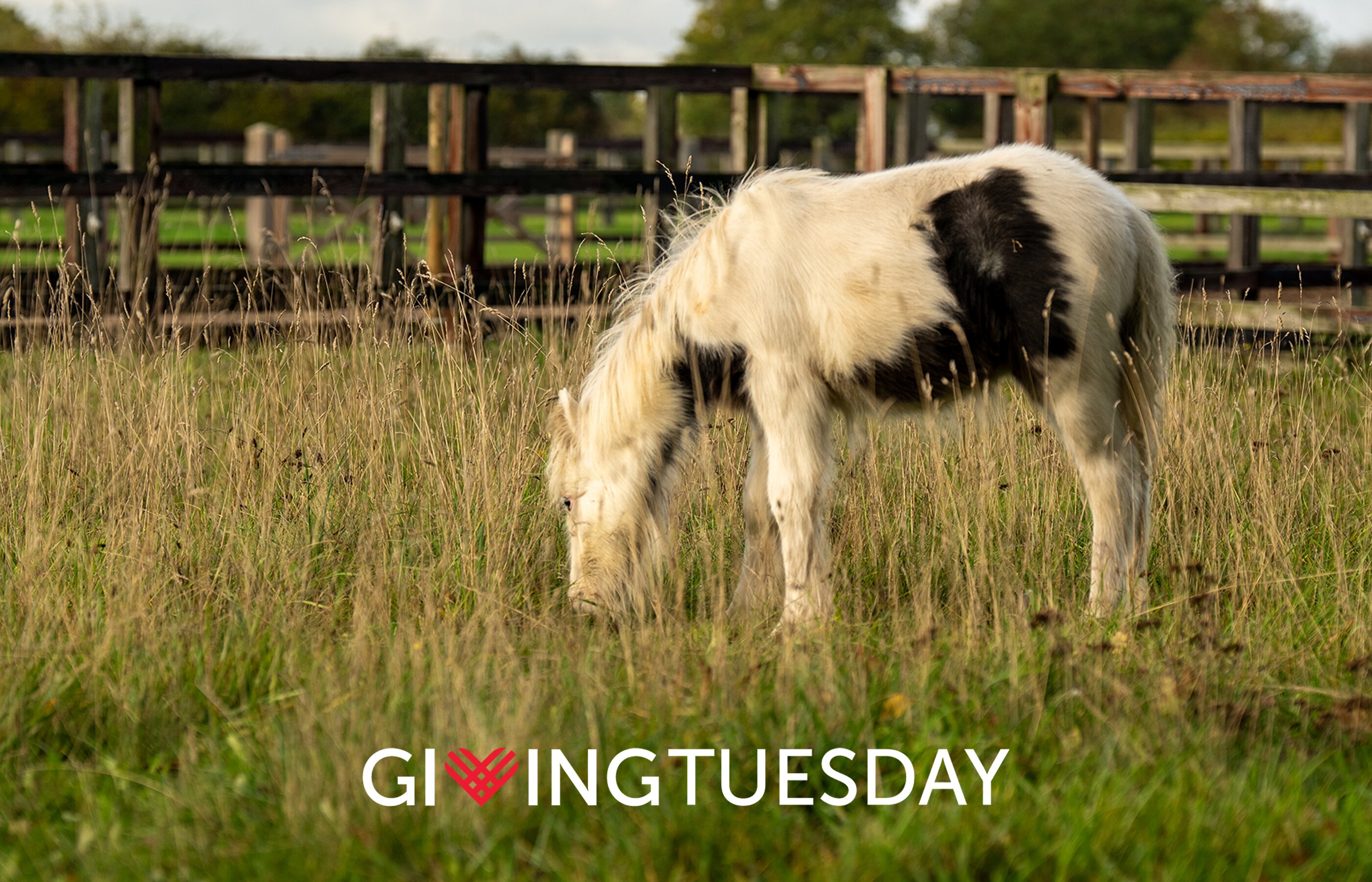 This Giving Tuesday help us care for foals 