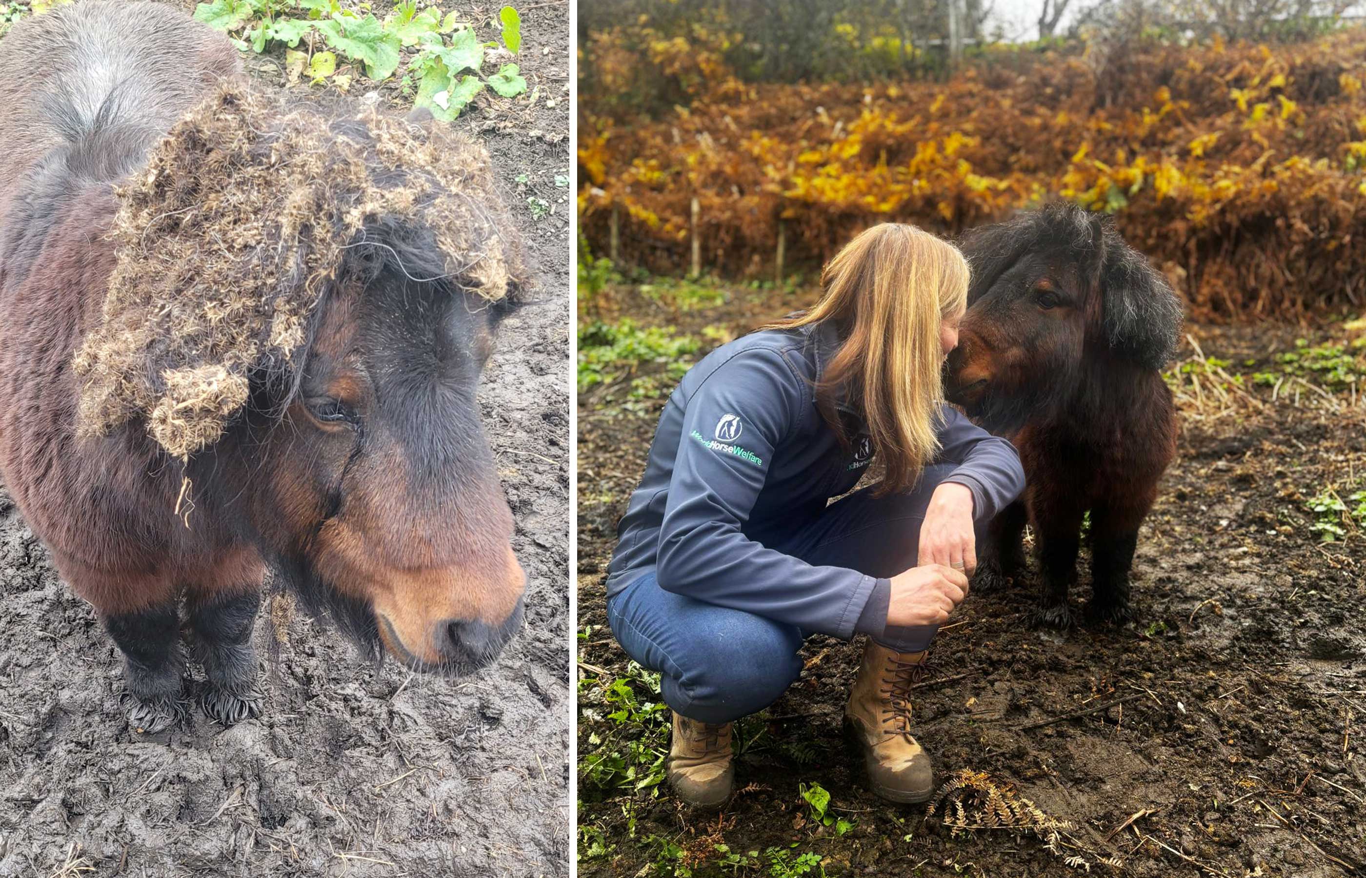 Detangling a prickly situation to help a Shetland pony and his new owners