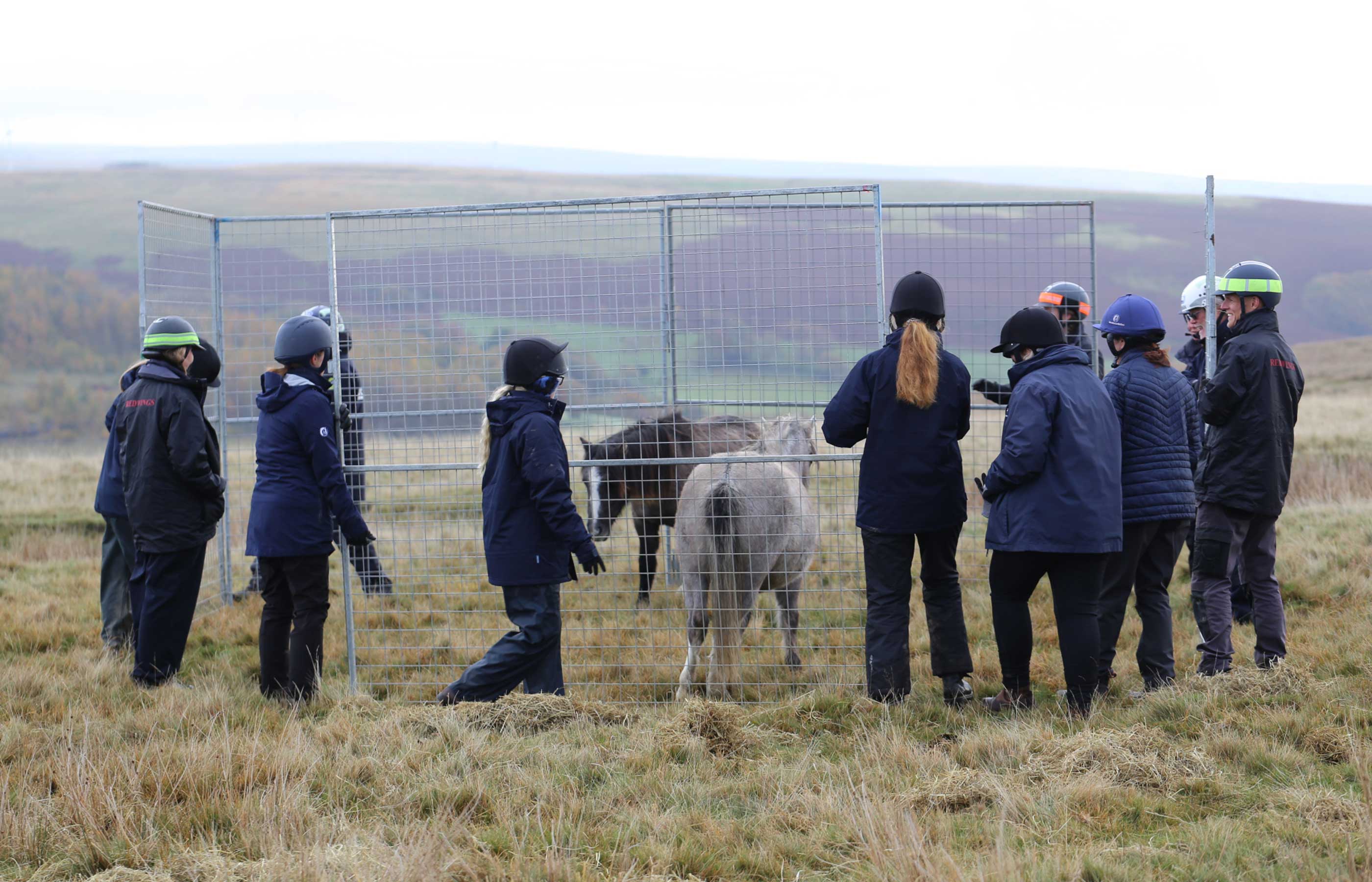 Charities collaborate to take young ponies off Welsh common as part of long-term project